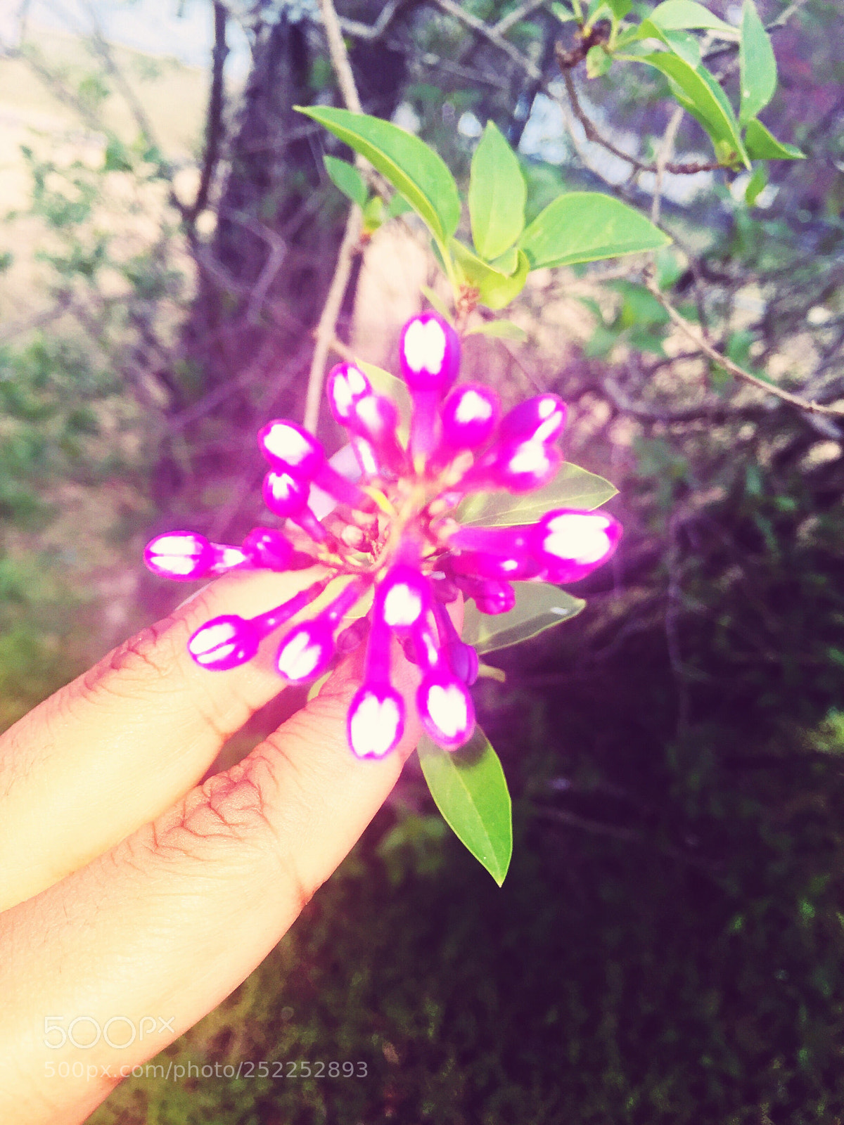 Apple iPhone 6 Plus sample photo. Nature.  photography