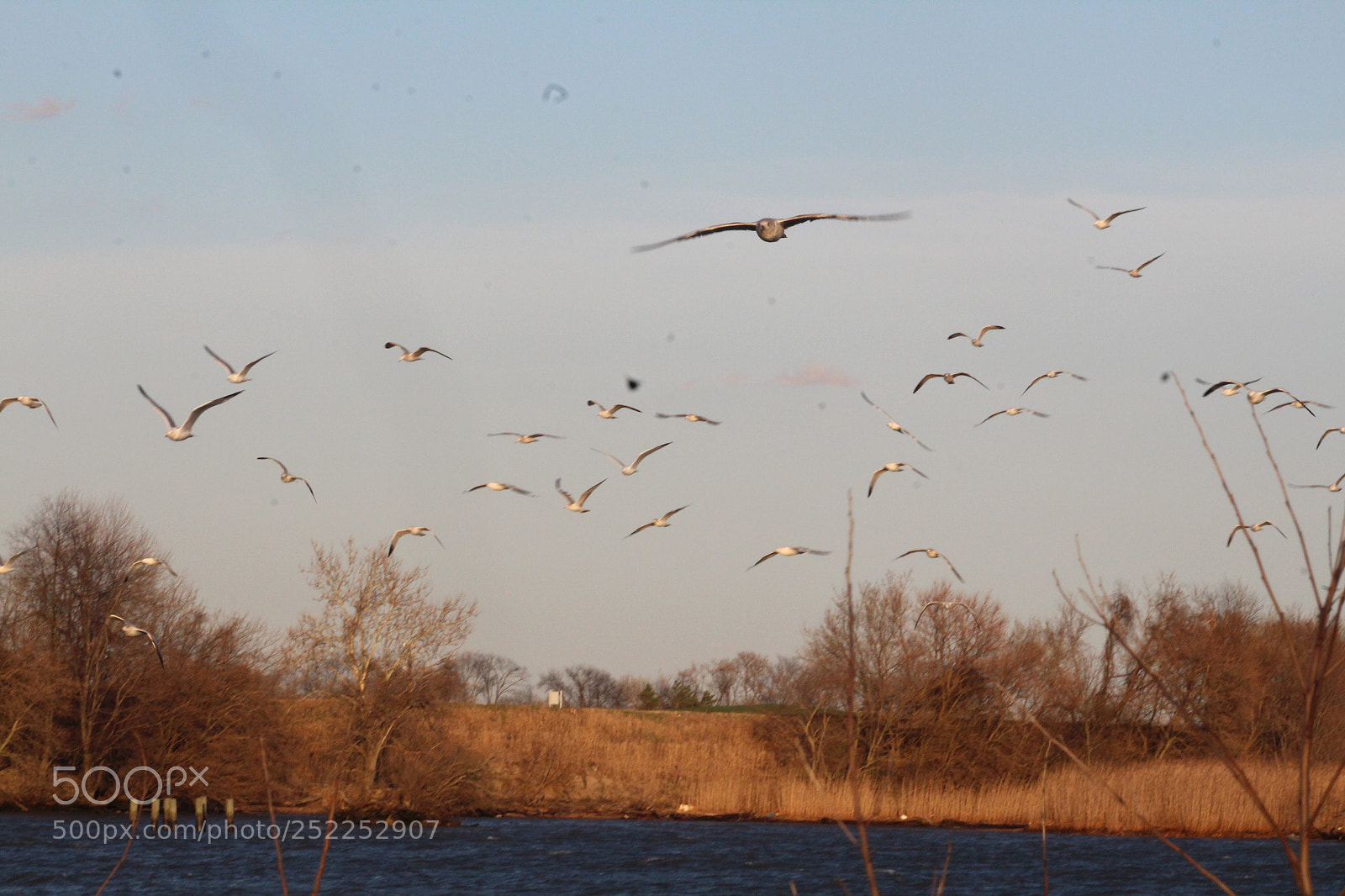 Canon EOS 1300D (EOS Rebel T6 / EOS Kiss X80) sample photo. Many seagulls flying around photography