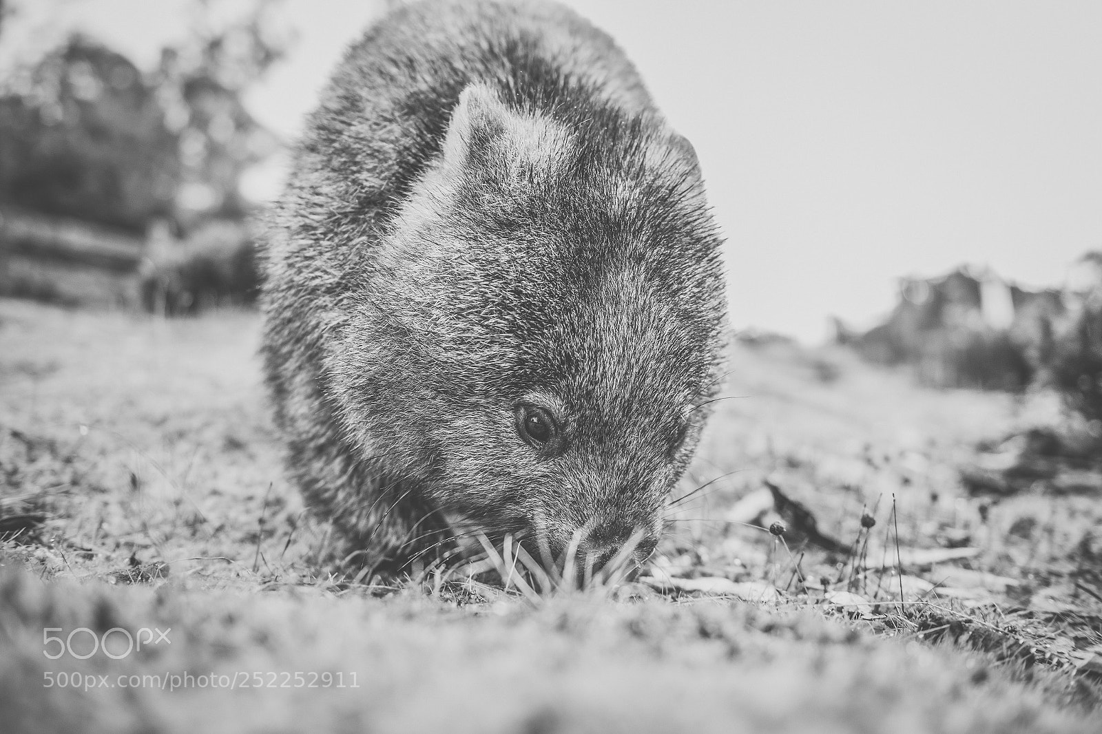 Nikon D800 sample photo. Wombat during the day photography
