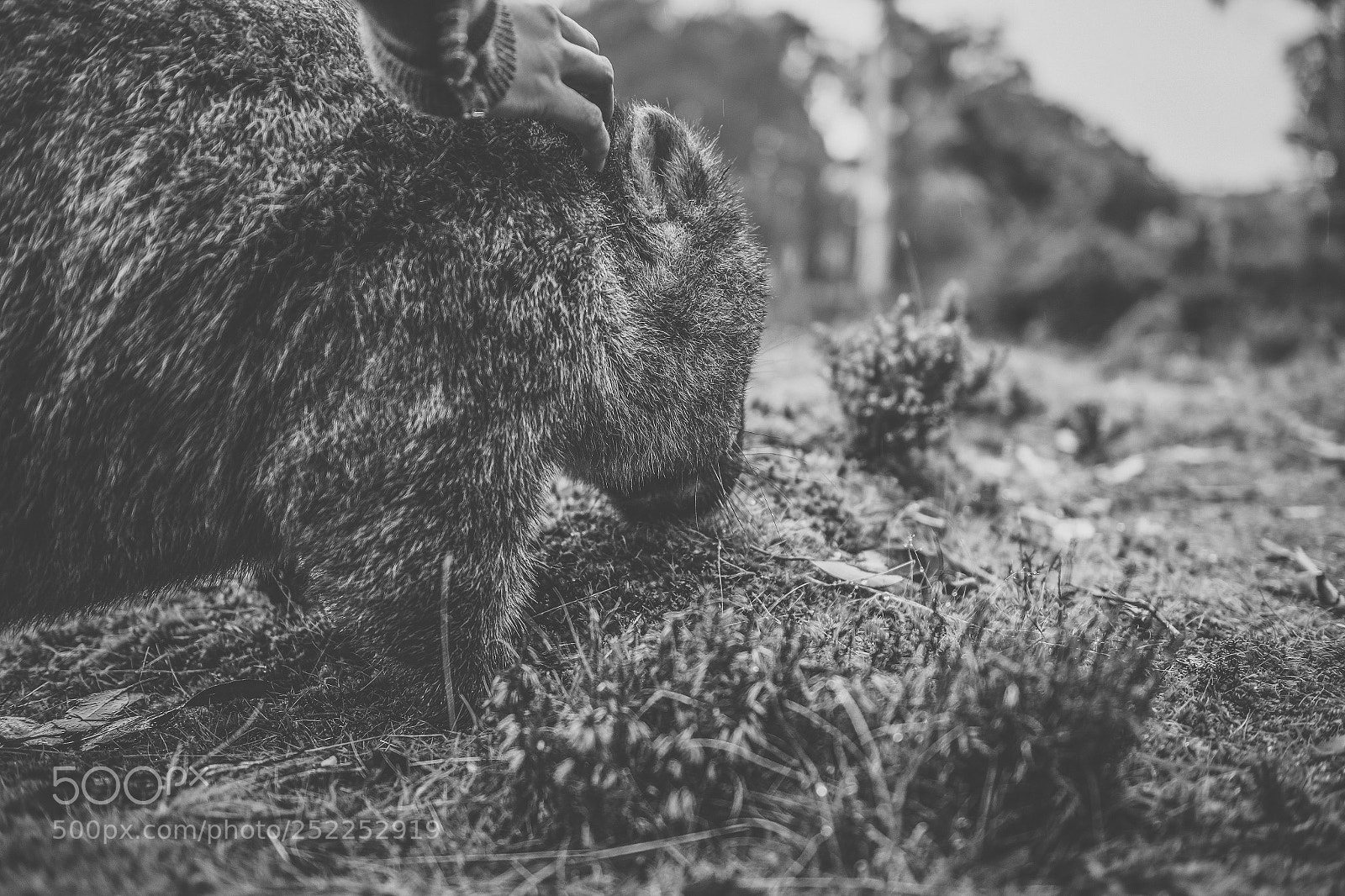 Nikon D800 sample photo. Wombat during the day photography