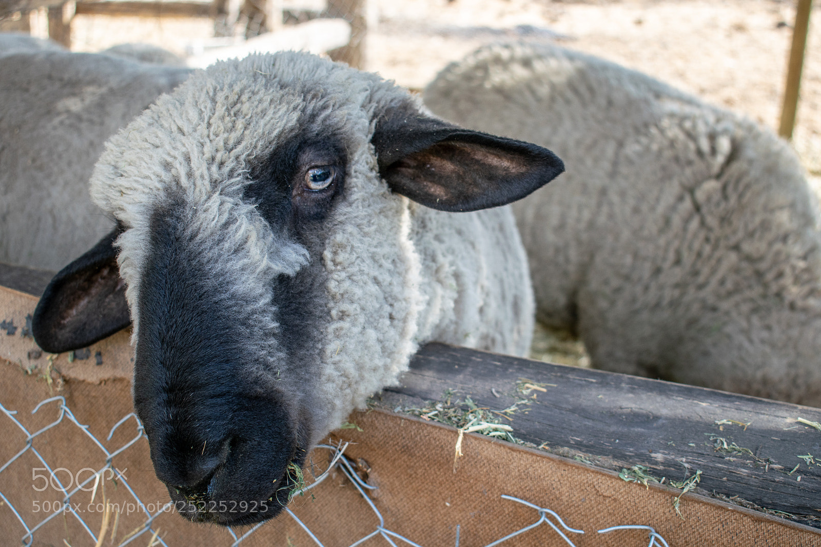Nikon D5300 sample photo. Sheep photography