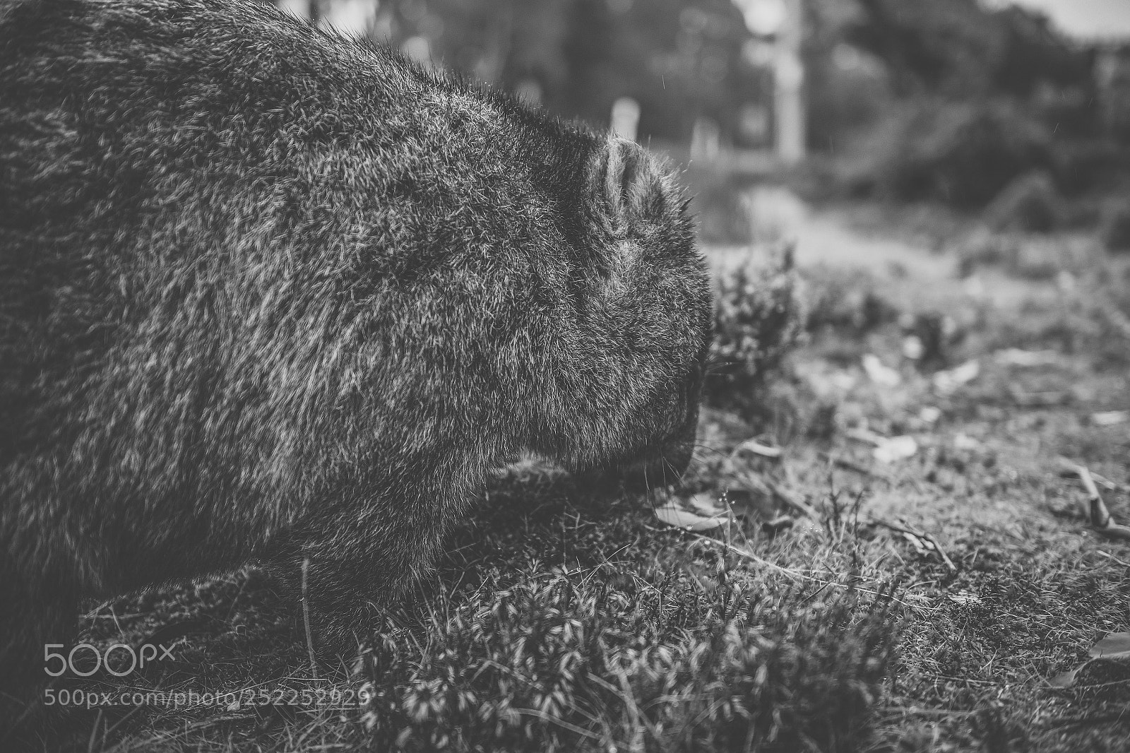 Nikon D800 sample photo. Wombat during the day photography