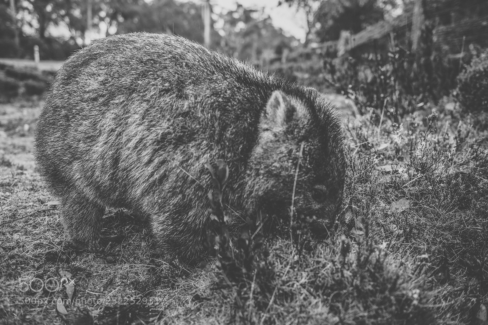 Nikon D800 sample photo. Wombat during the day photography