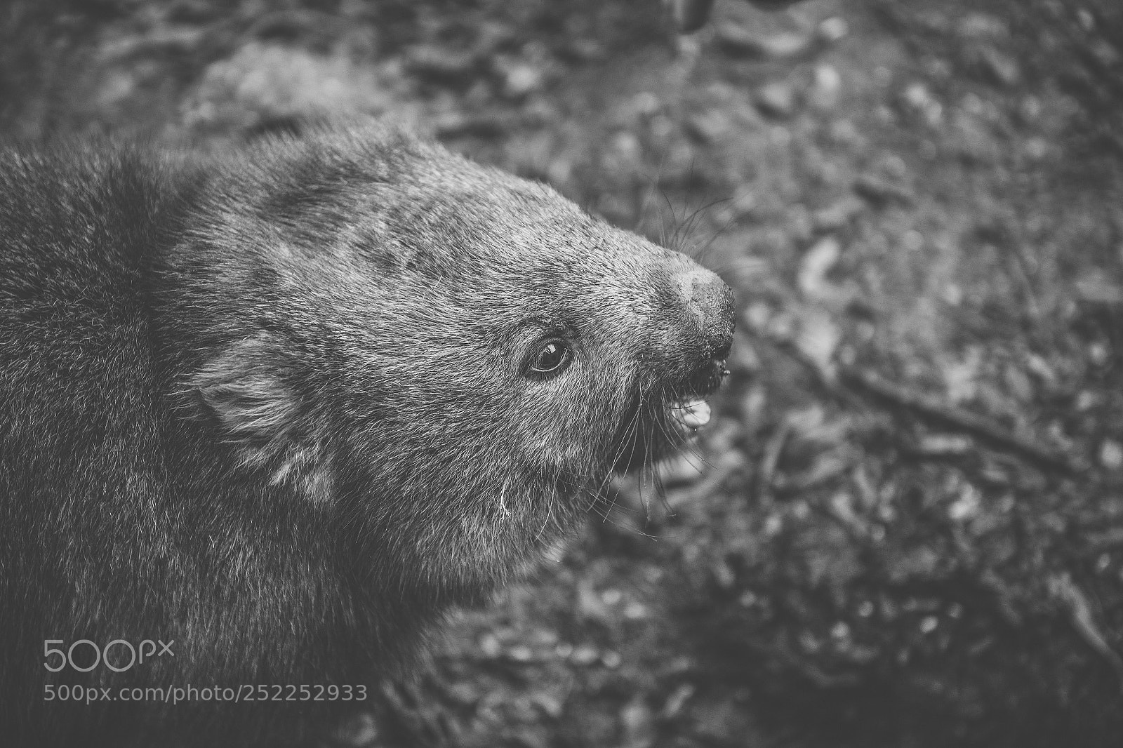 Nikon D800 sample photo. Wombat during the day photography