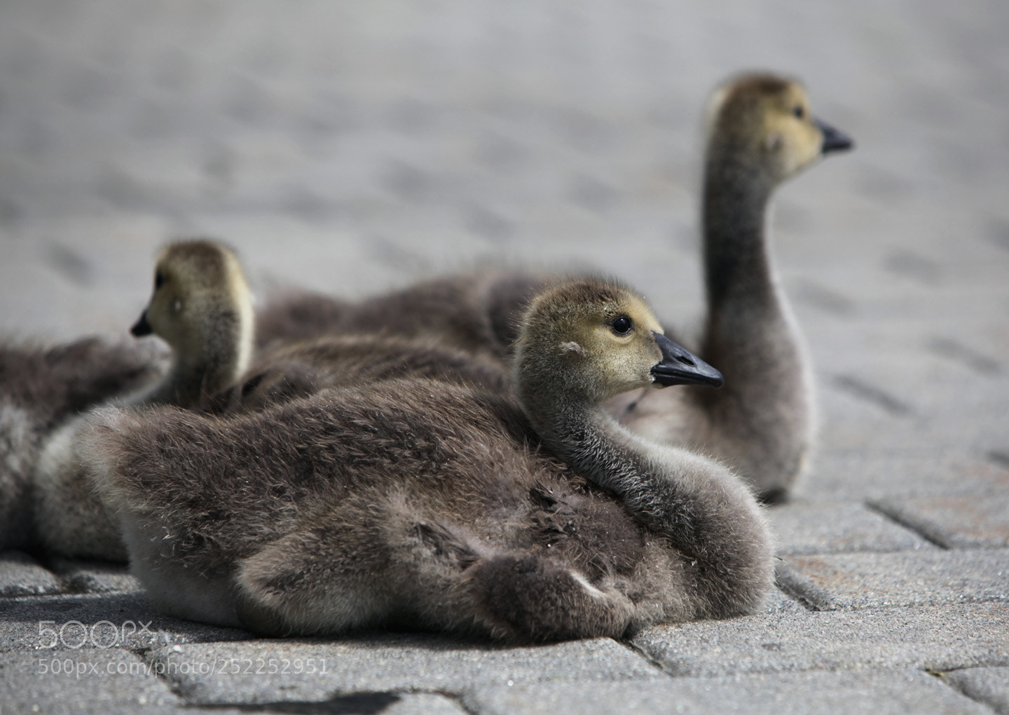 Canon EOS 5D Mark II sample photo. Babygeese photography