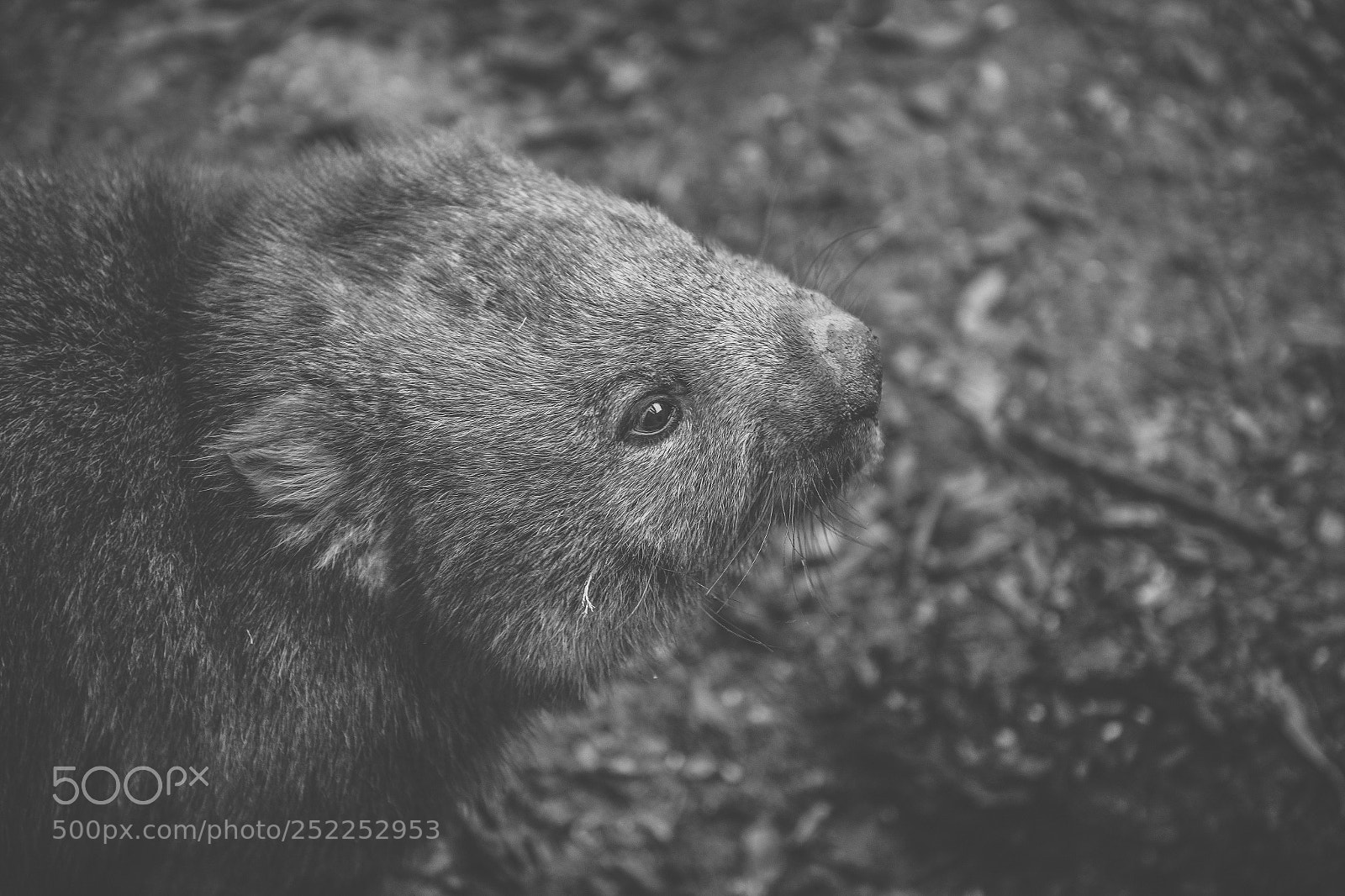 Nikon D800 sample photo. Wombat during the day photography
