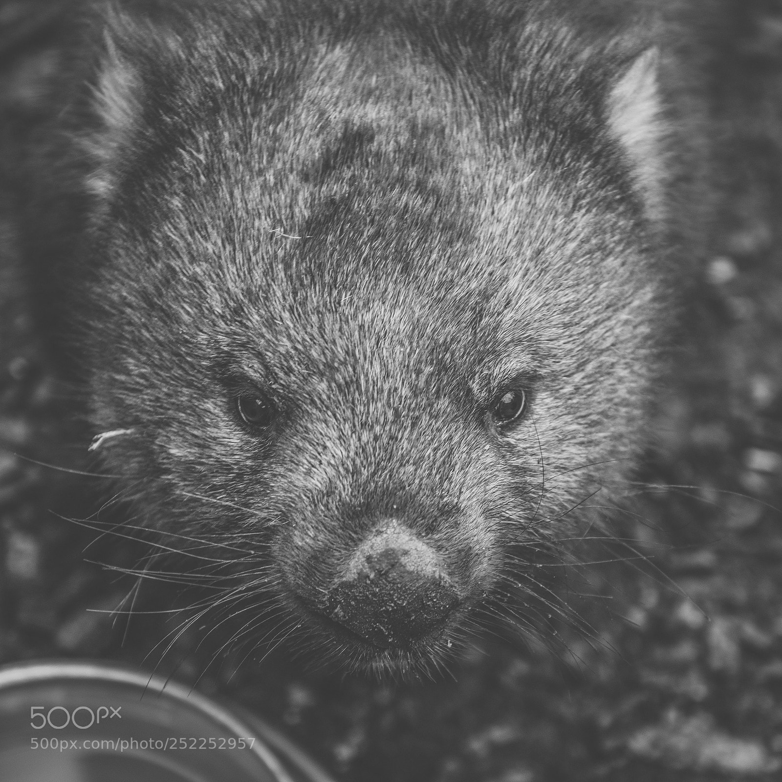 Nikon D800 sample photo. Wombat during the day photography