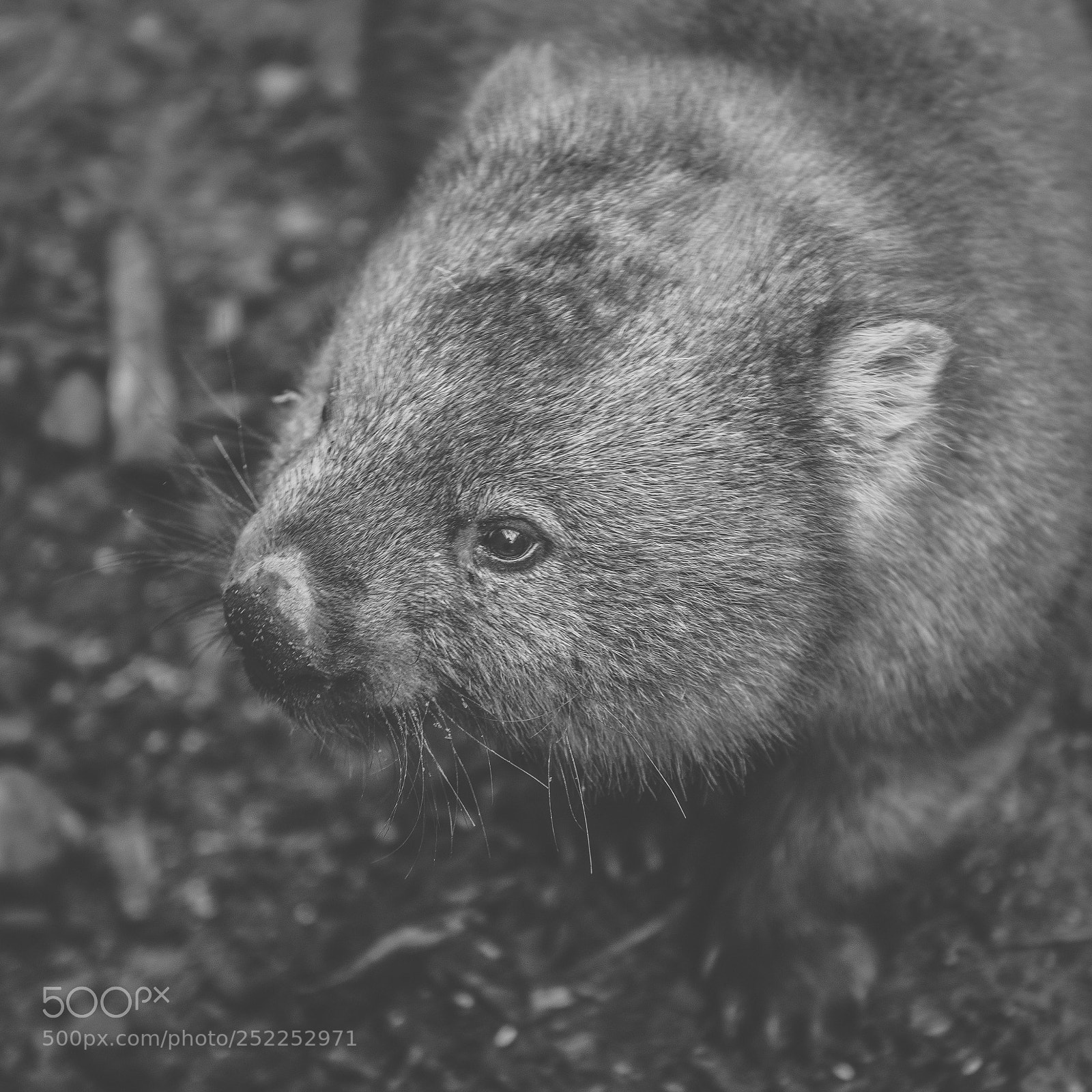 Nikon D800 sample photo. Wombat during the day photography