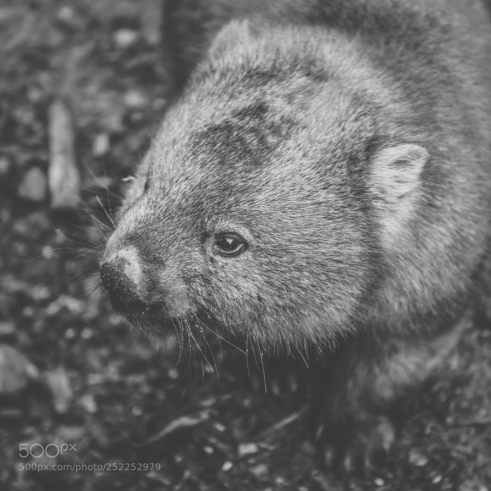 Nikon D800 sample photo. Wombat during the day photography