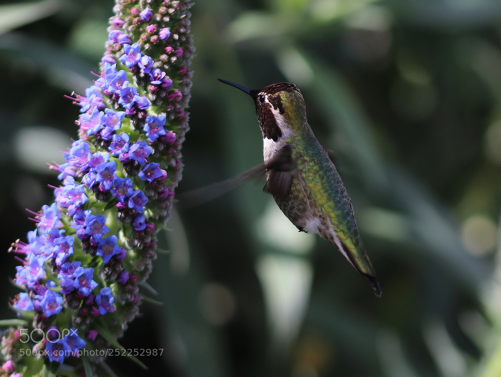 Canon EOS 80D sample photo. Hummingbird in spring photography