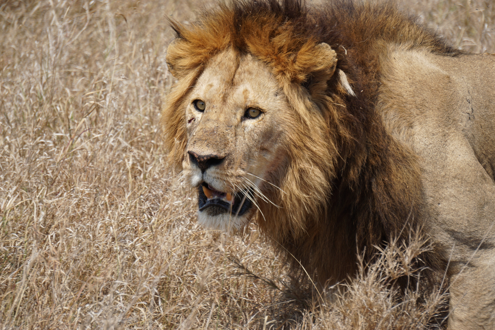 Sony E 55-210mm F4.5-6.3 OSS sample photo. Lion king photography