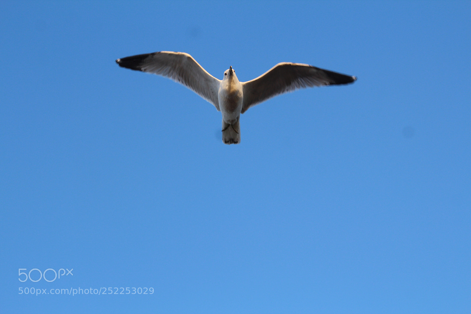 Canon EOS 1300D (EOS Rebel T6 / EOS Kiss X80) sample photo. Flying seagull  photography