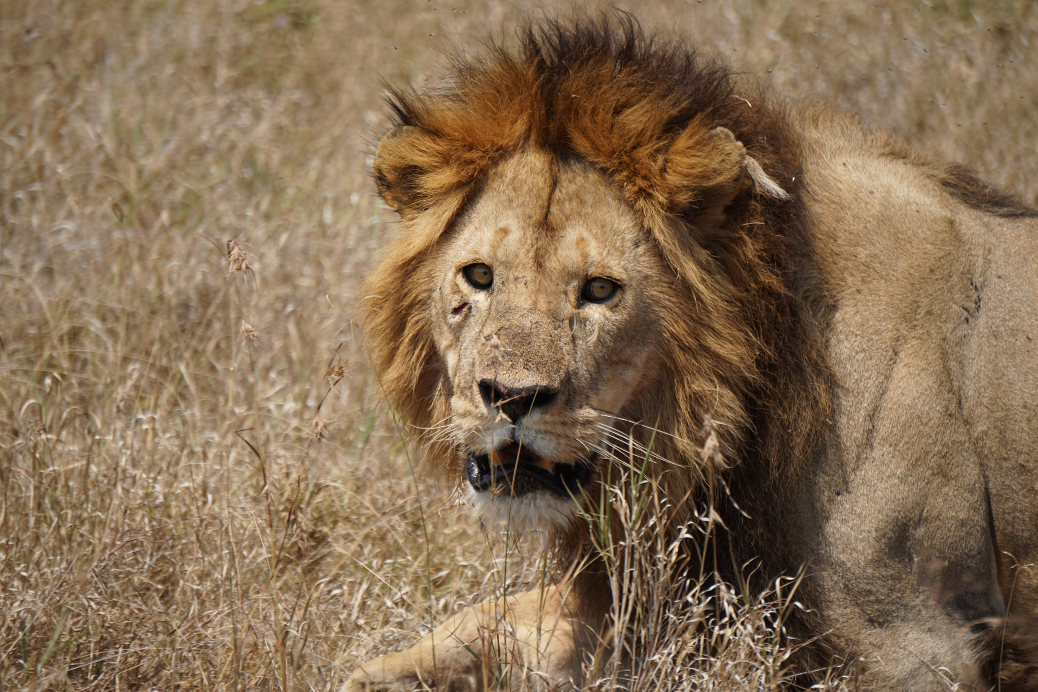 Sony E 55-210mm F4.5-6.3 OSS sample photo. Lion king photography