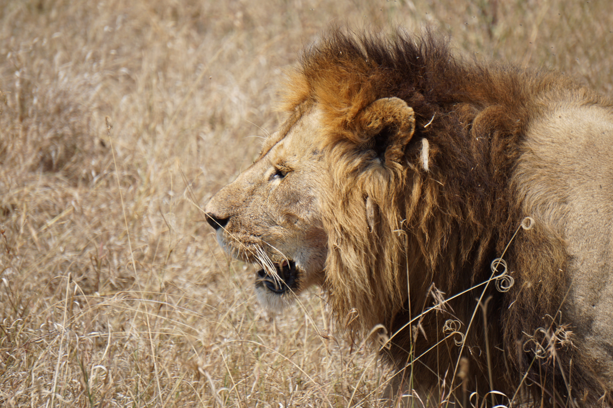 Sony E 55-210mm F4.5-6.3 OSS sample photo. Lion king photography