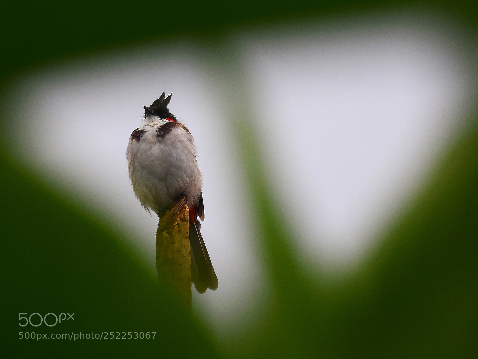 Nikon D7200 sample photo. Red whiskered bulbul photography