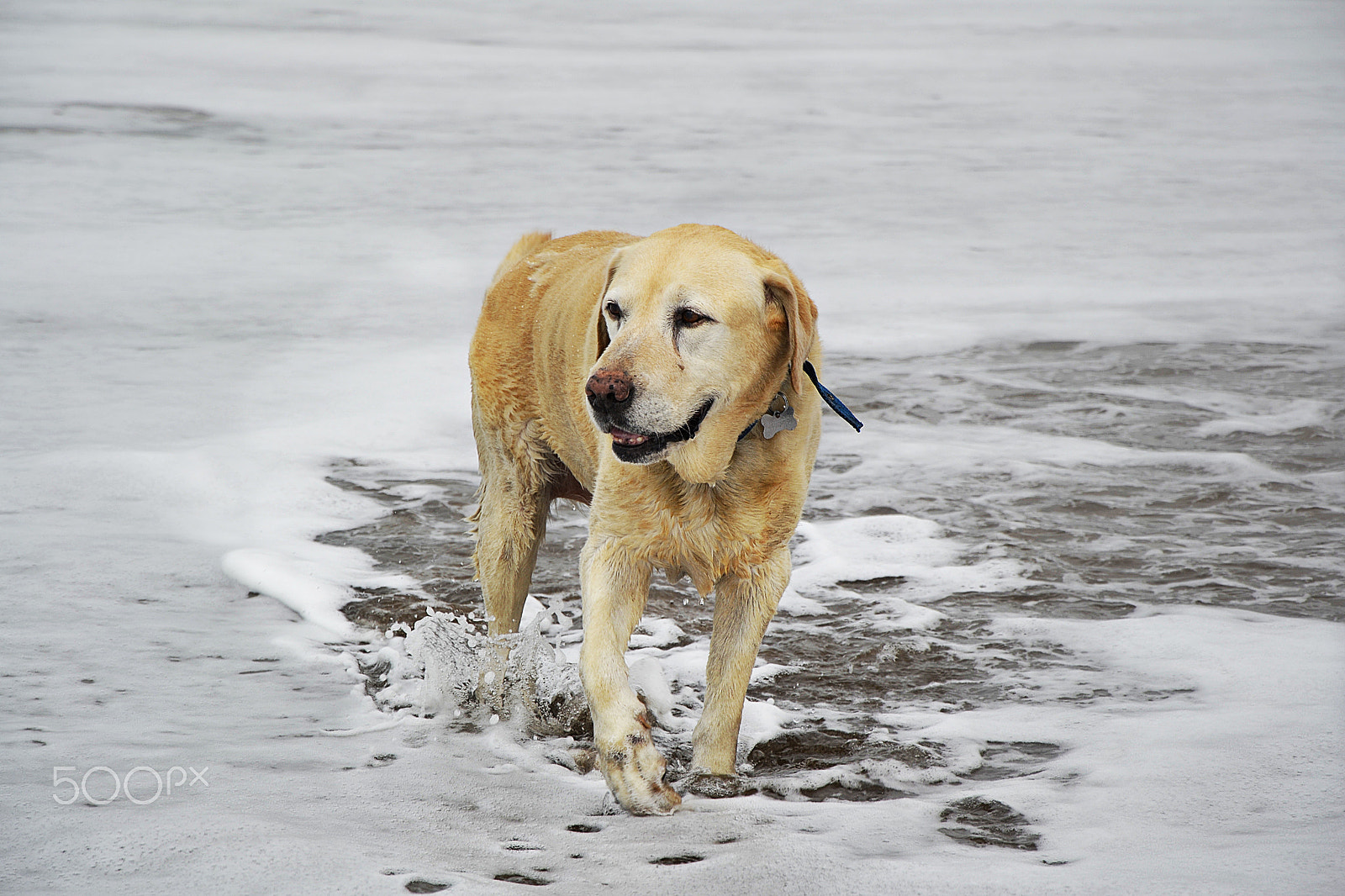 Nikon D3100 sample photo. The king photography