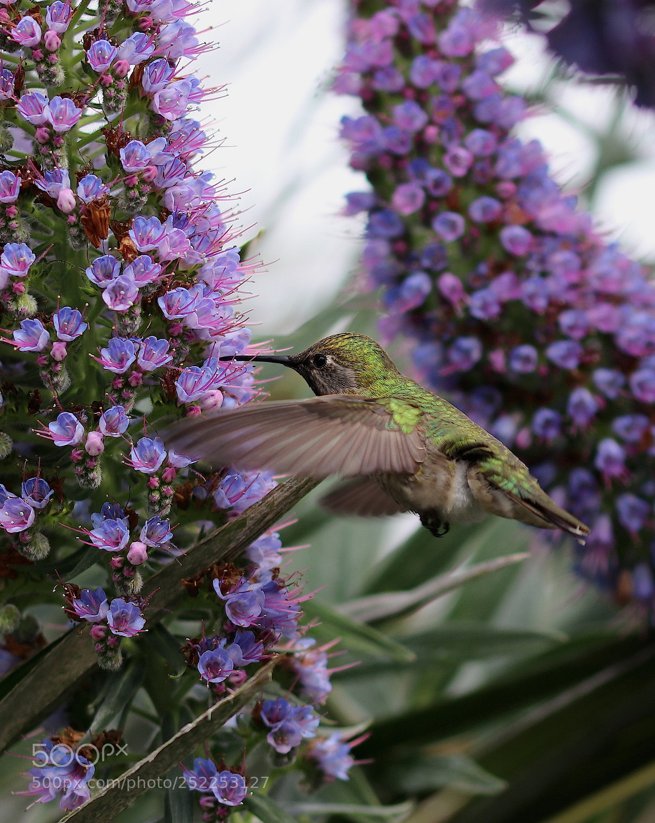 Canon EOS 80D sample photo. Hummingbird in a spring photography