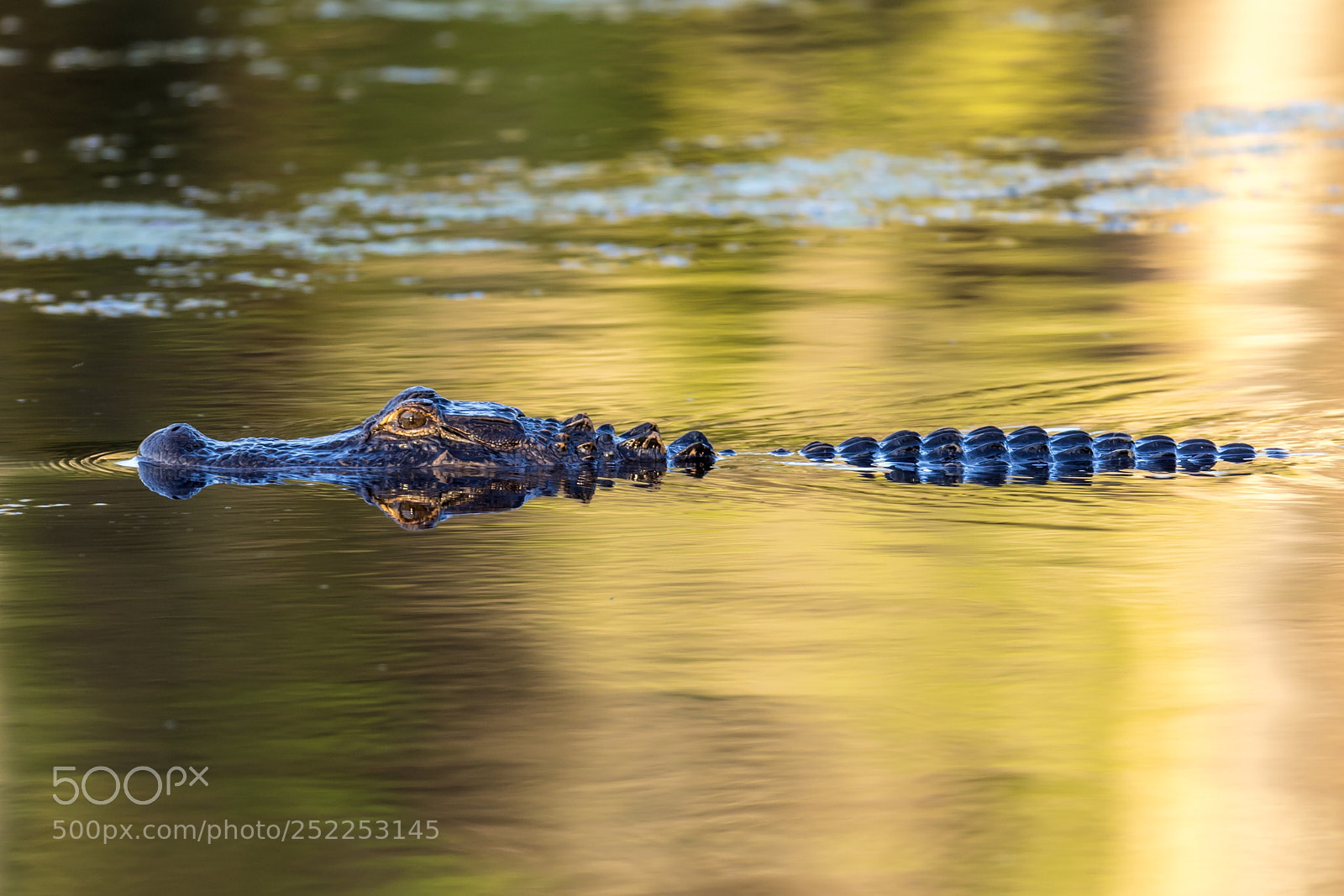 Canon EOS 5D Mark IV sample photo. Magnolia plantation gator photography