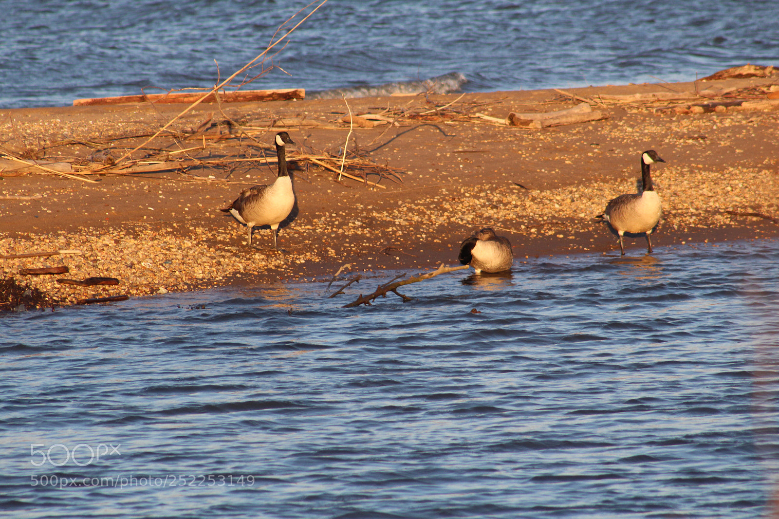 Canon EOS 1300D (EOS Rebel T6 / EOS Kiss X80) sample photo. Geese on riverbank  photography