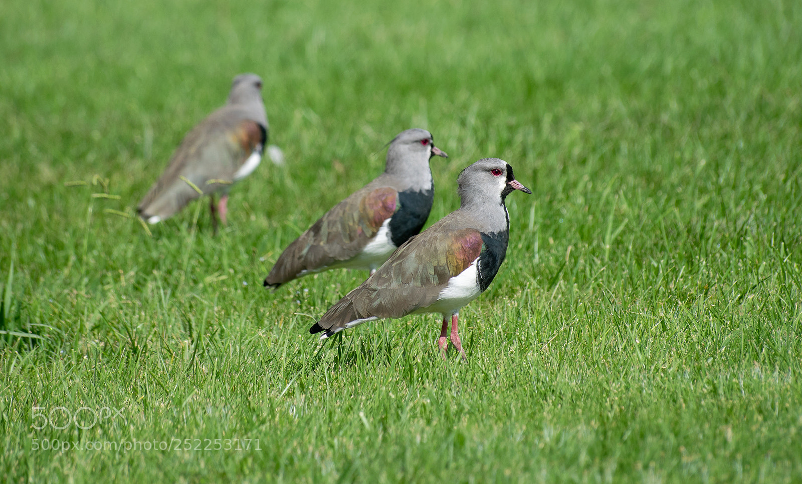 Nikon D5300 sample photo. In line photography