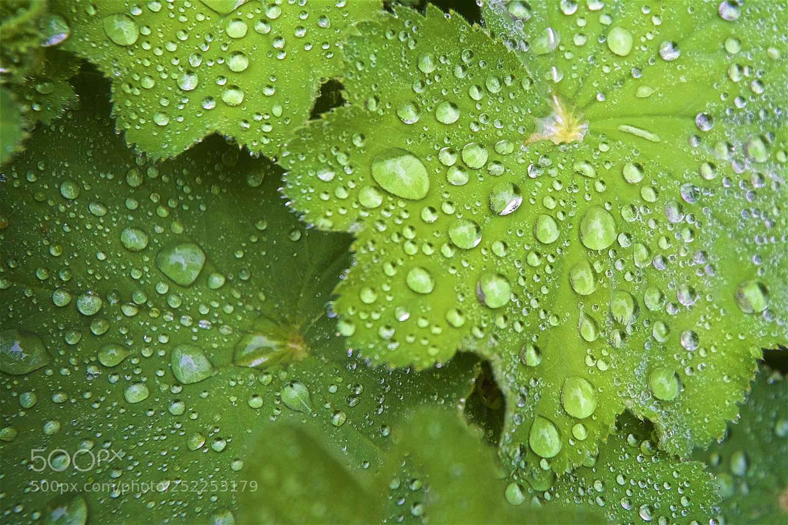 Nikon D500 sample photo. After a rain photography