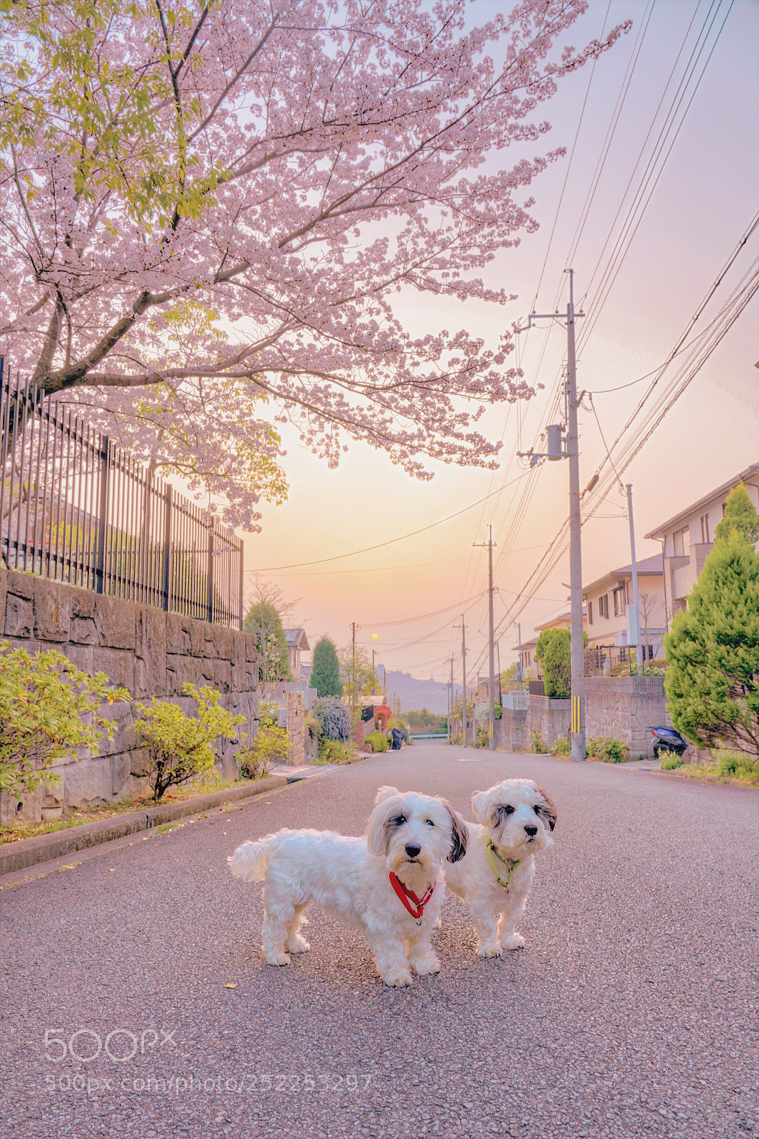 Sony a7R III sample photo. Under the cherry tree. photography