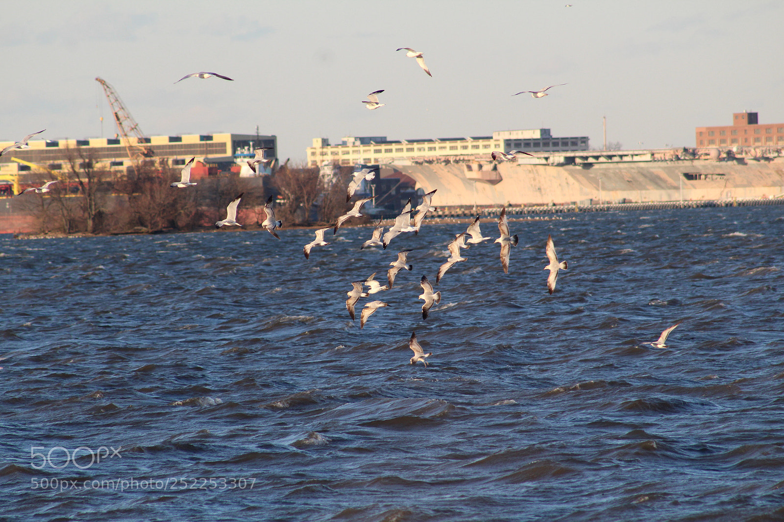 Canon EOS 1300D (EOS Rebel T6 / EOS Kiss X80) sample photo. Seagulls on river  photography