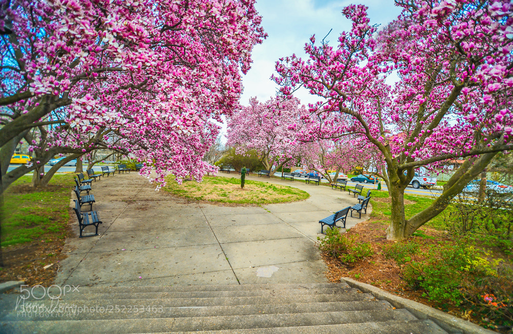 Nikon Df sample photo. Magnolia photography