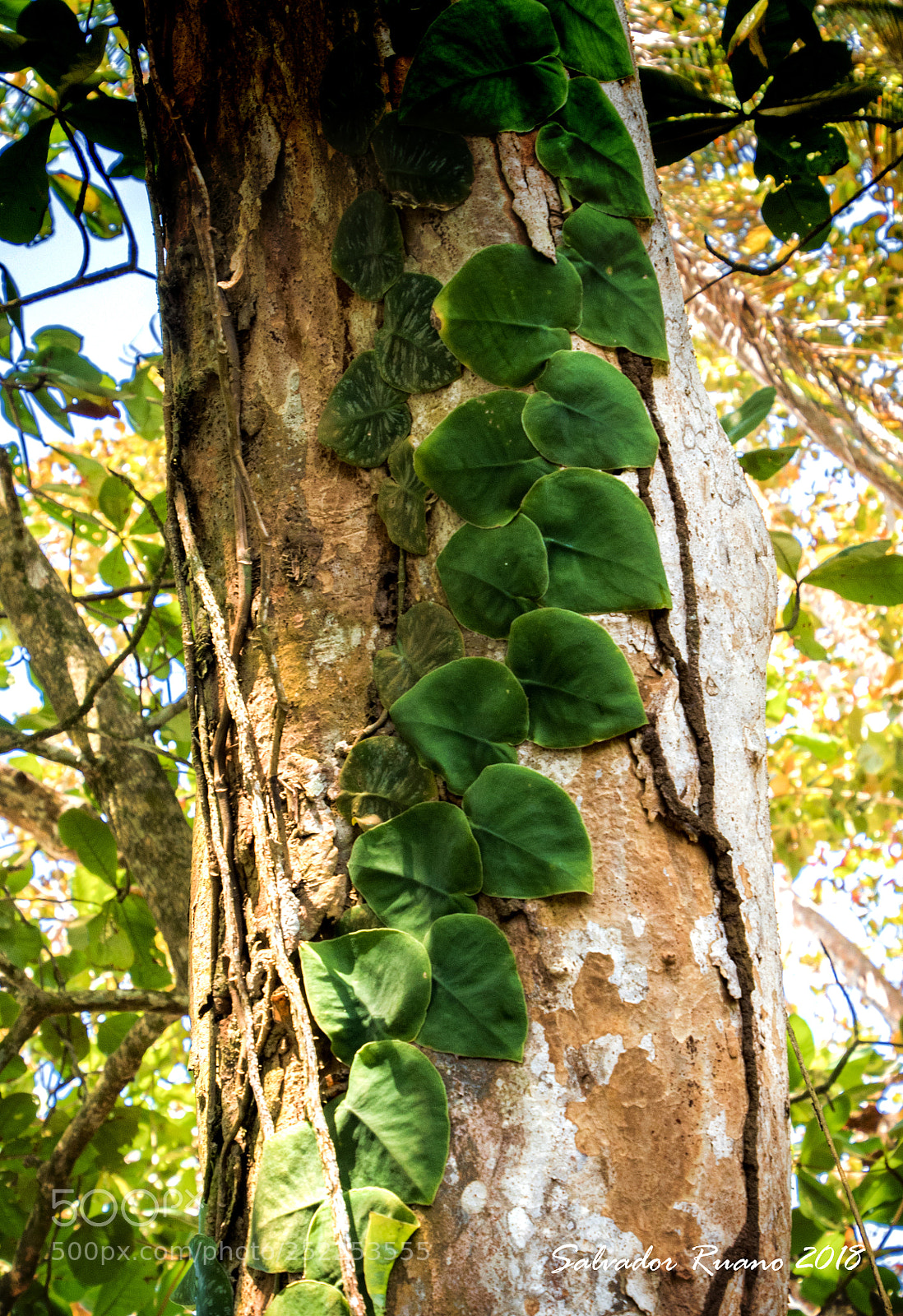 Nikon D7500 sample photo. Tronco de arbol y photography