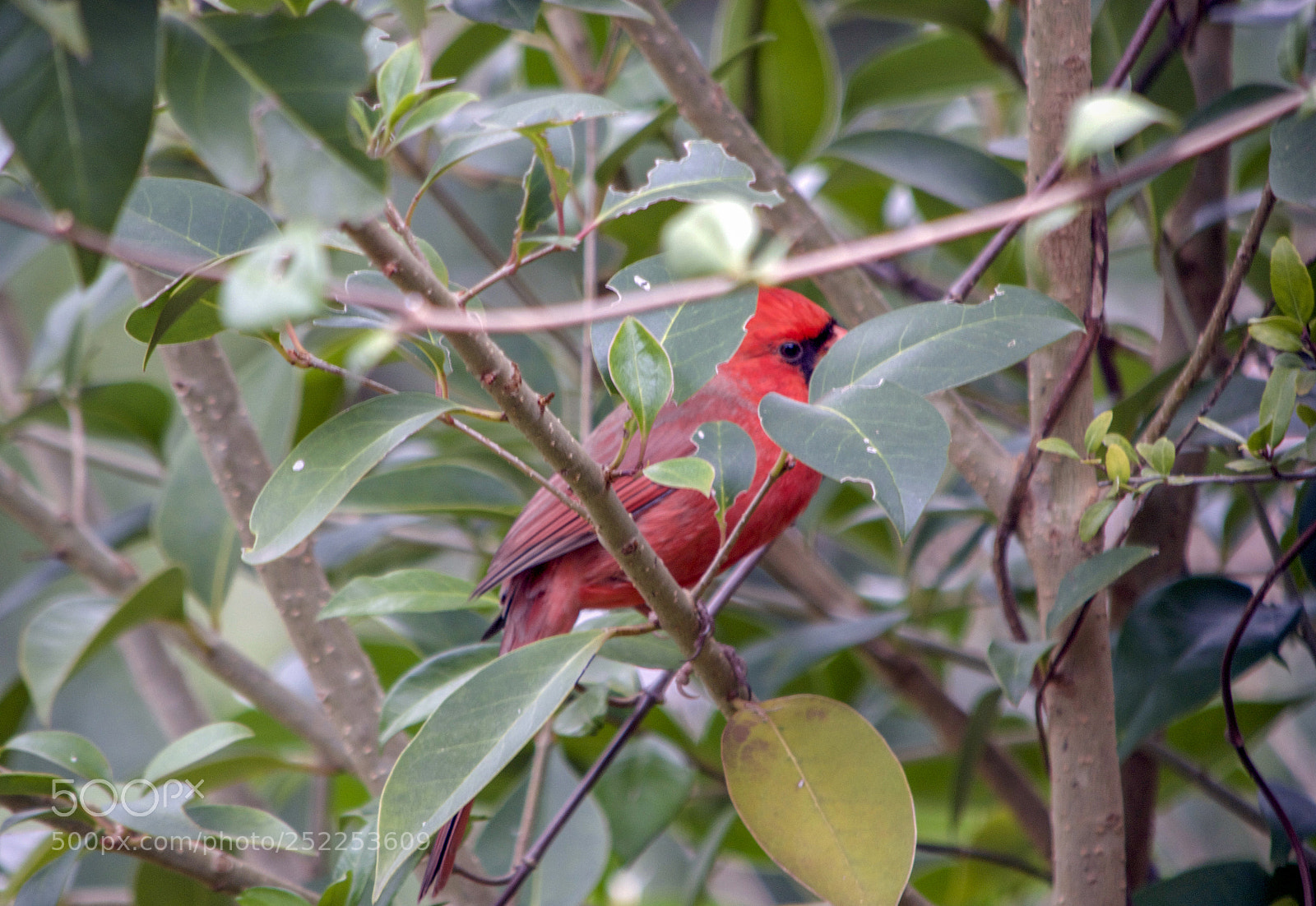 Nikon D3200 sample photo. Stakeout photography