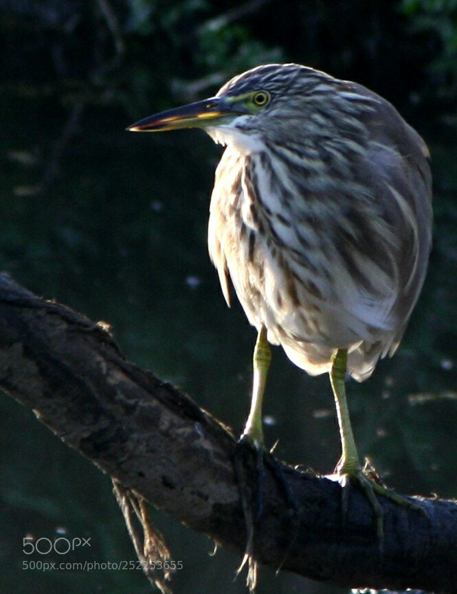 Canon EOS 1000D (EOS Digital Rebel XS / EOS Kiss F) sample photo. Beautiful bird dehradun canoneos1000d photography