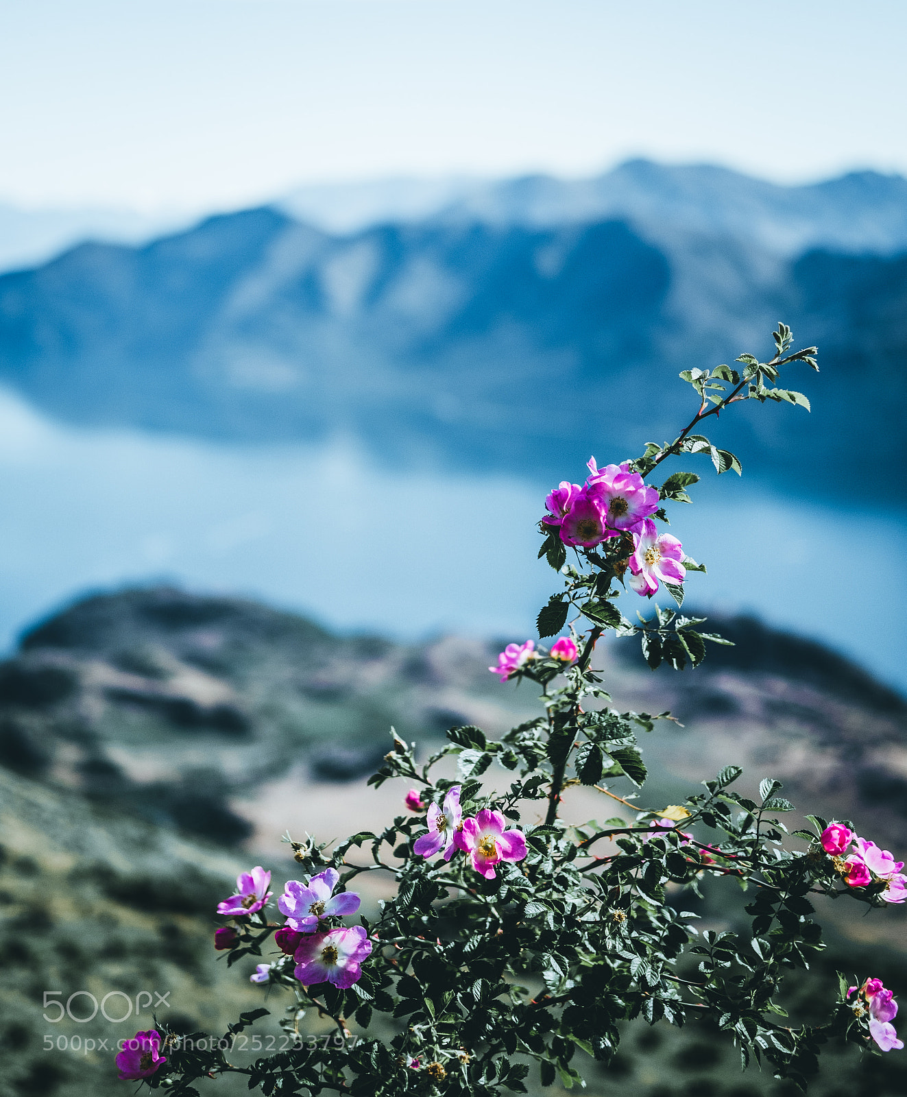 Fujifilm X-T2 sample photo. Peak flower photography