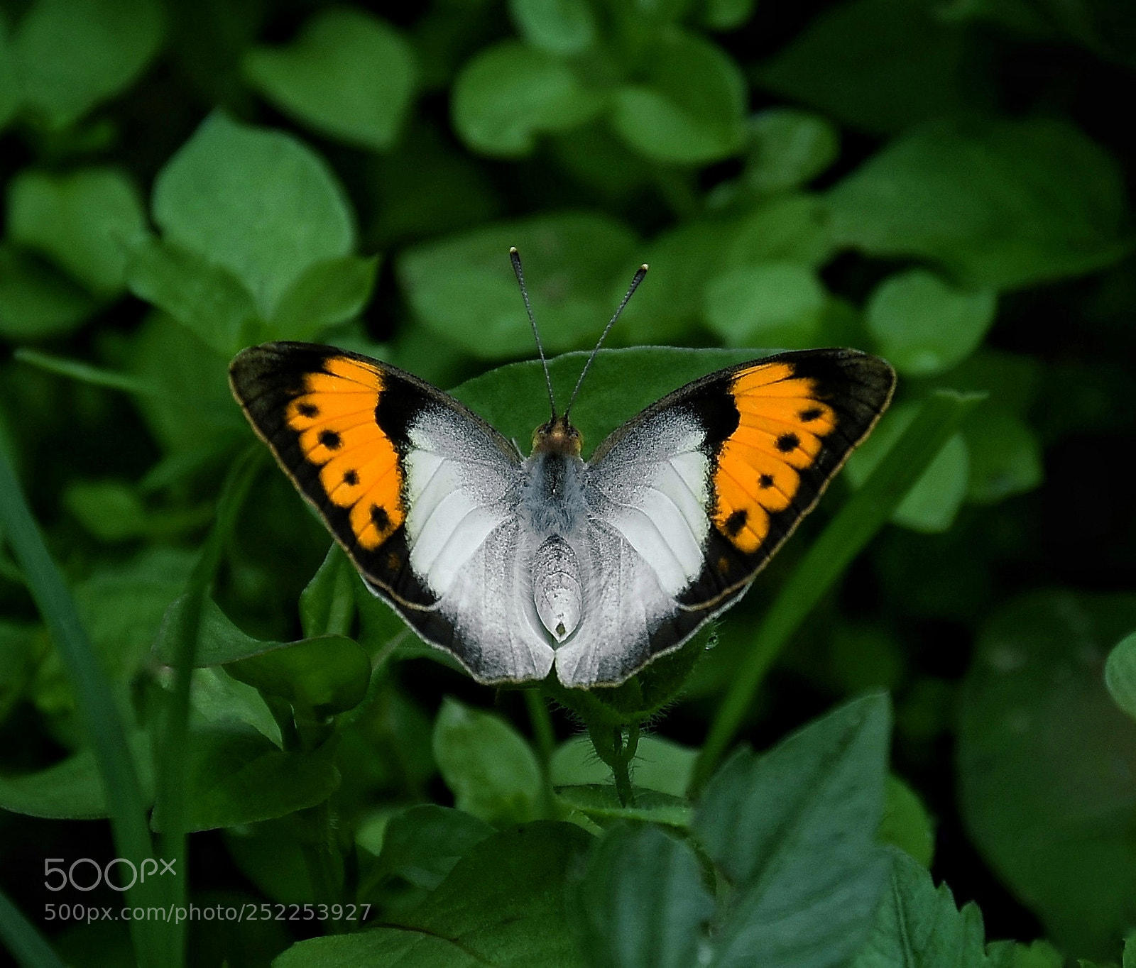 Nikon D7200 sample photo. In the presence of photography
