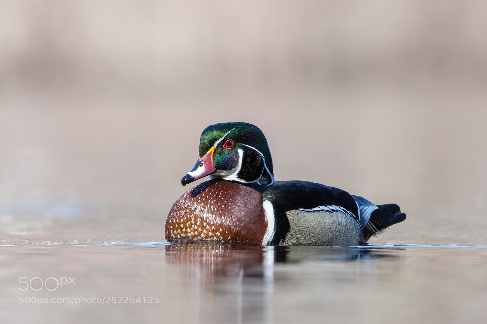 Nikon D7200 sample photo. Wood duck drake photography