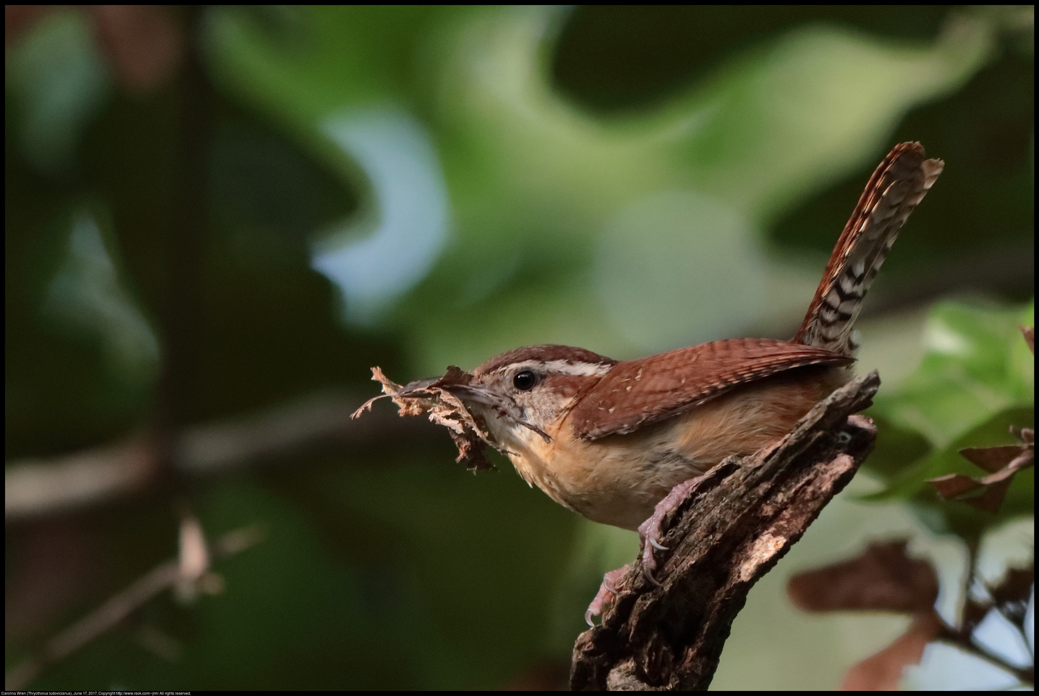 Canon EF 70-300 F4-5.6 IS II USM sample photo. Carolina wren with nest building material photography