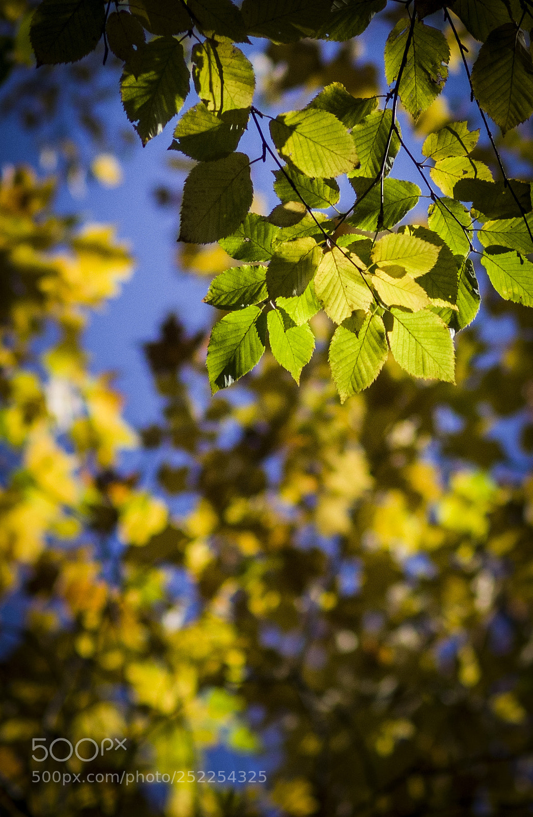 Pentax K-5 sample photo. Autumn leaves photography
