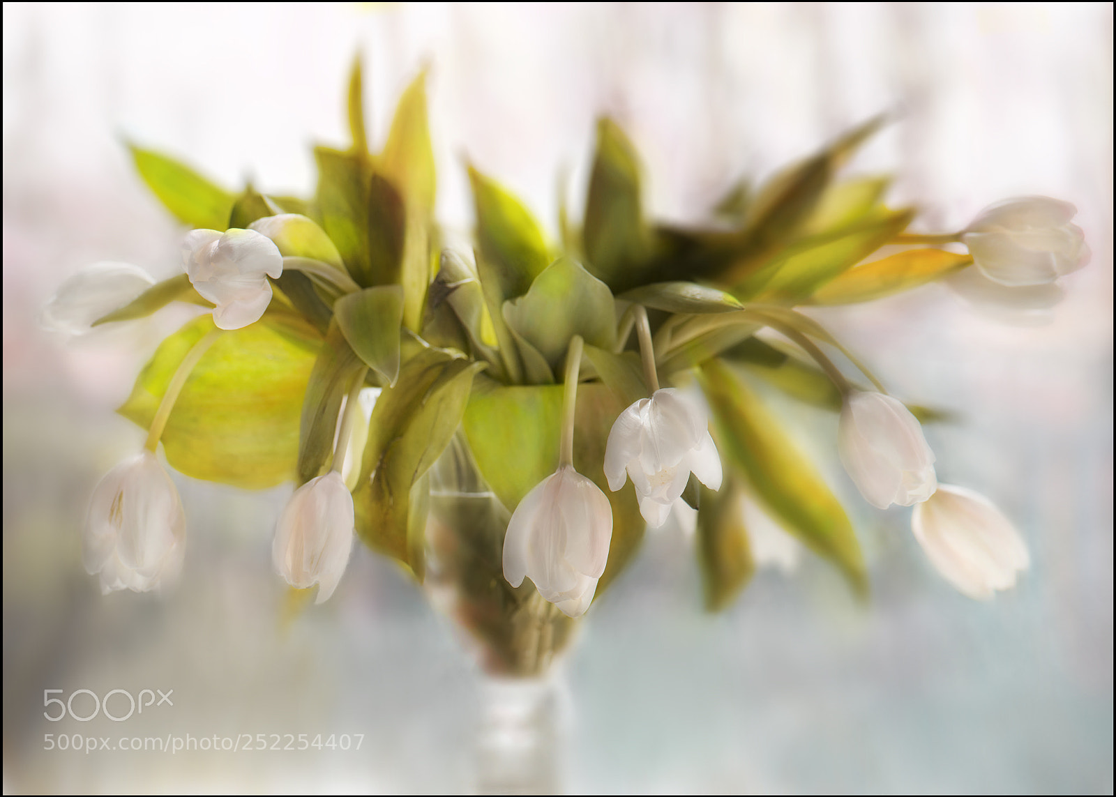 Nikon D810 sample photo. Dying tulips photography