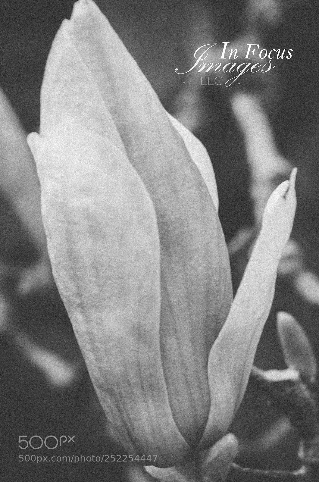 Nikon D5100 sample photo. Untitled photography
