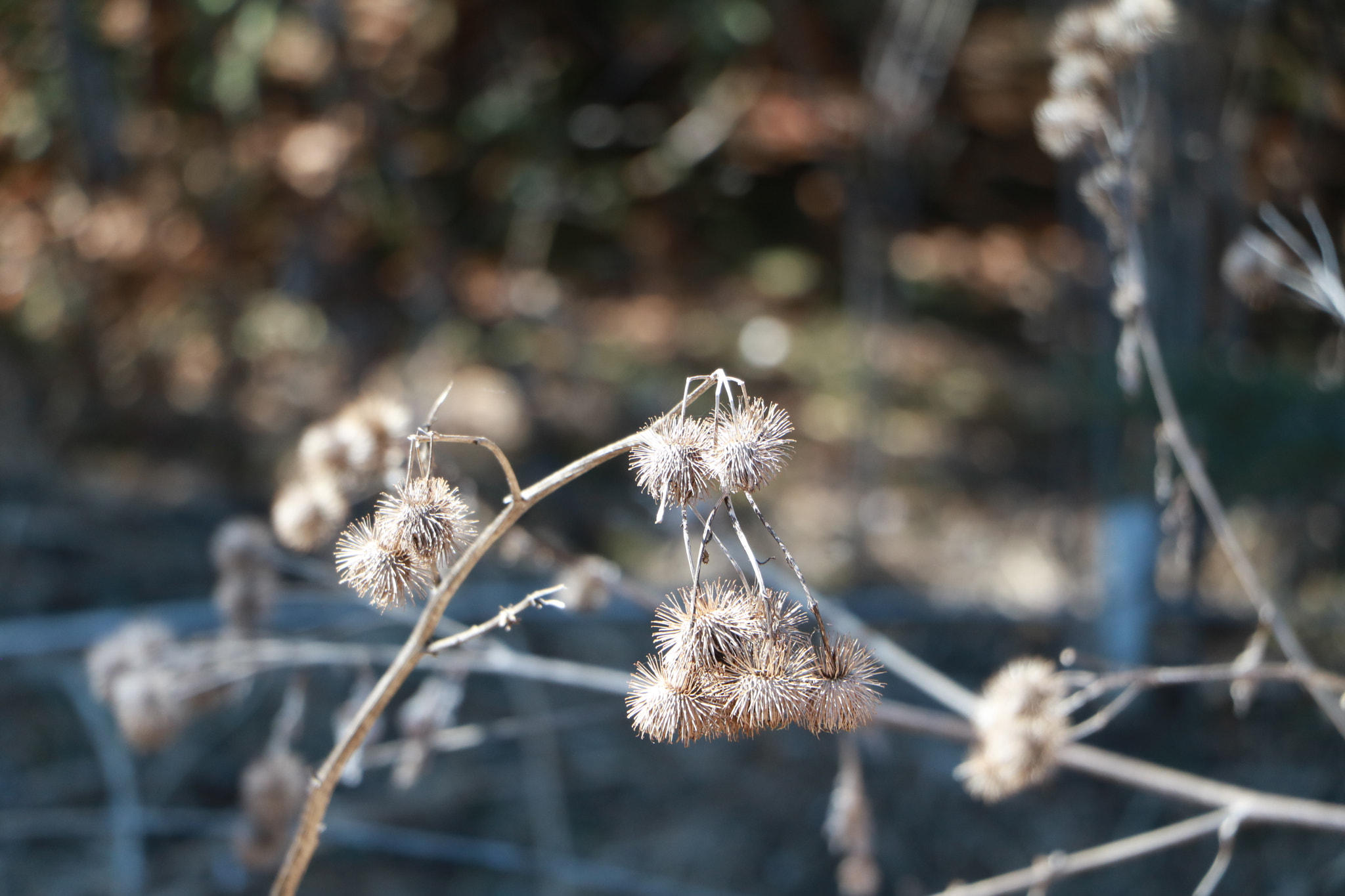 Canon EOS 760D (EOS Rebel T6s / EOS 8000D) sample photo. Last sun ray photography
