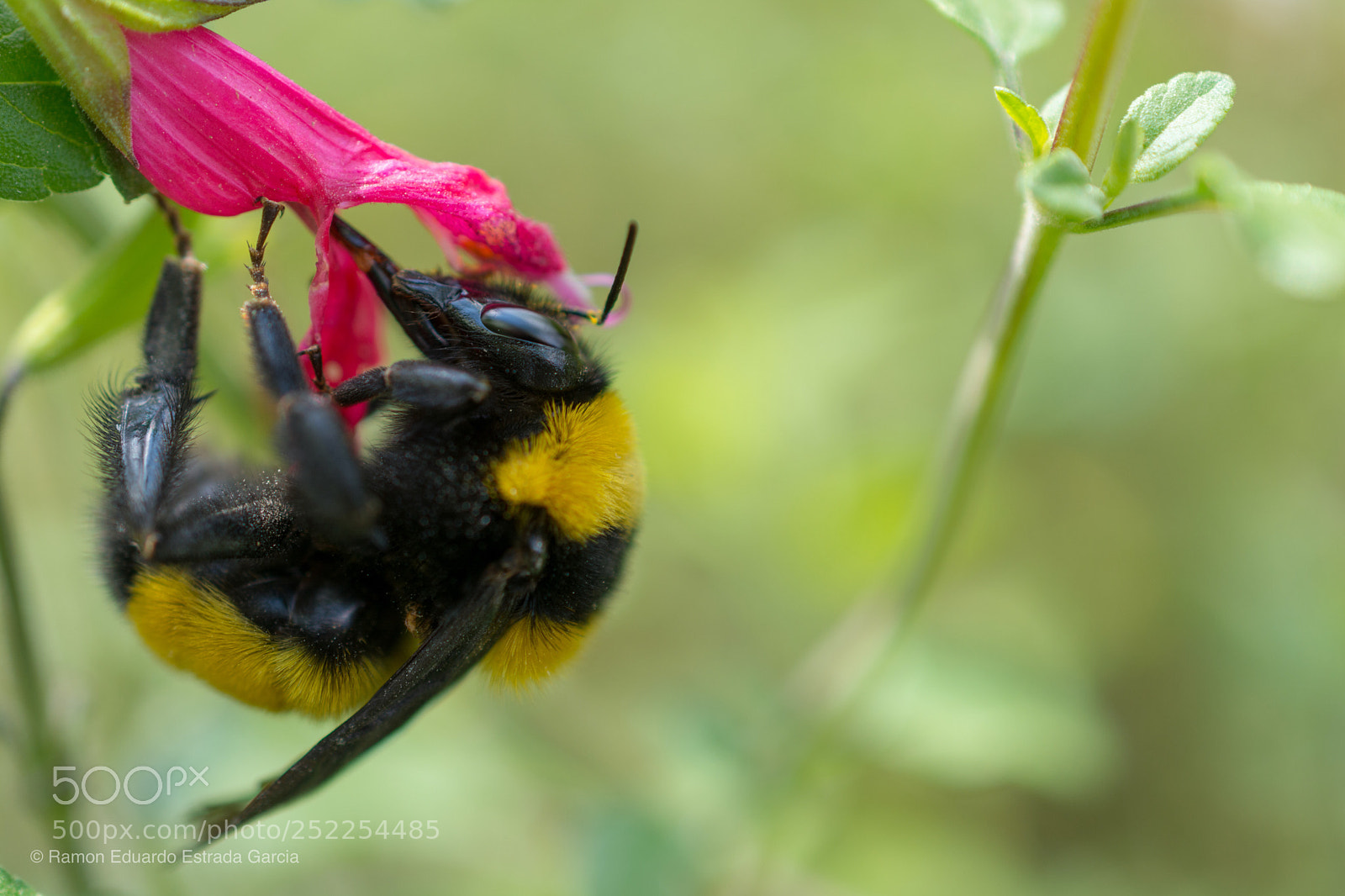 Nikon D7100 sample photo. Bumblebee (black & yellow) photography