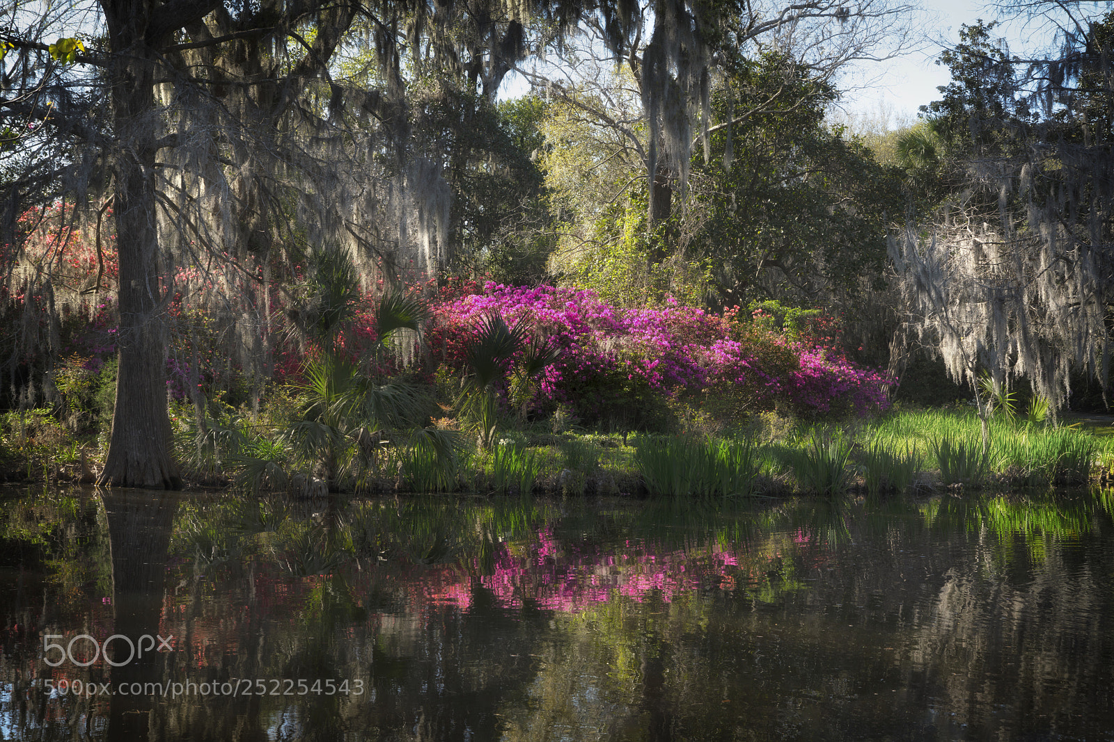 Sony a7R III sample photo. Magnolia plantation and gardens photography
