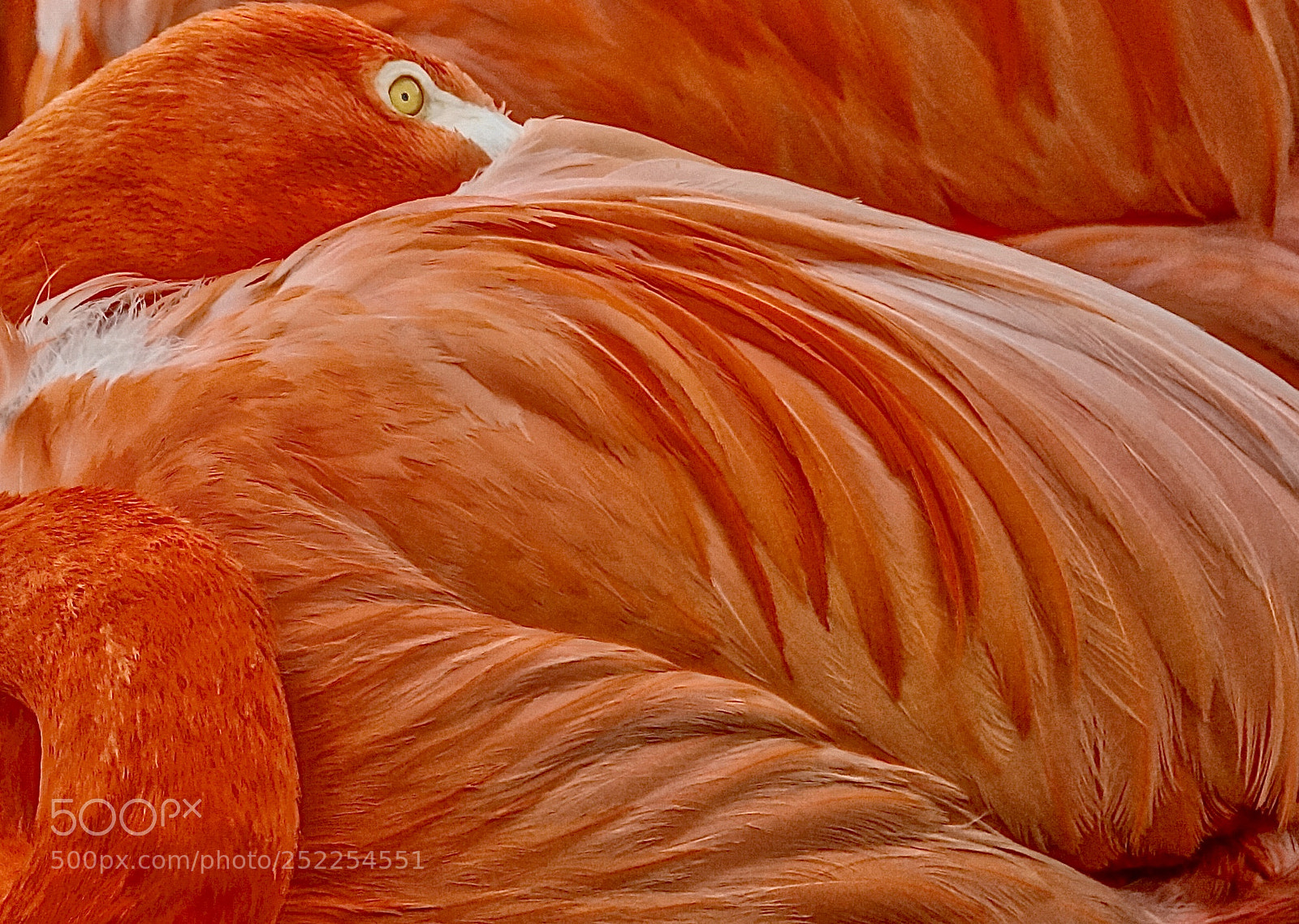 Sony Alpha NEX-6 sample photo. Fantastic flamingo photography
