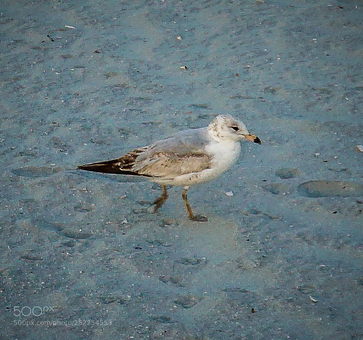Sony a5100 sample photo. Dsc02425-2.jpg photography