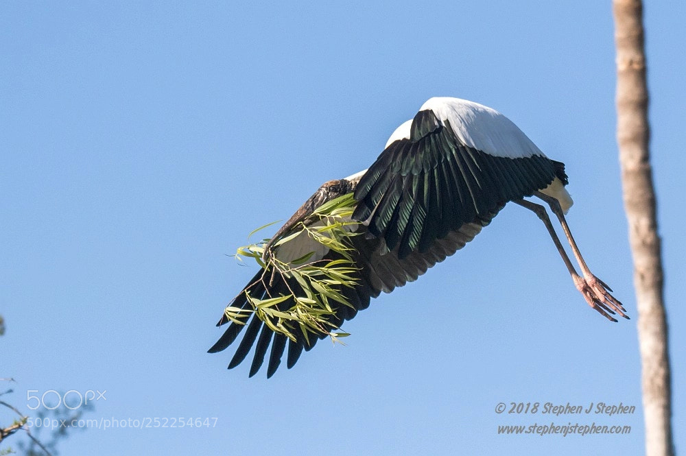 Canon EOS 7D Mark II sample photo. "nesting material" photography