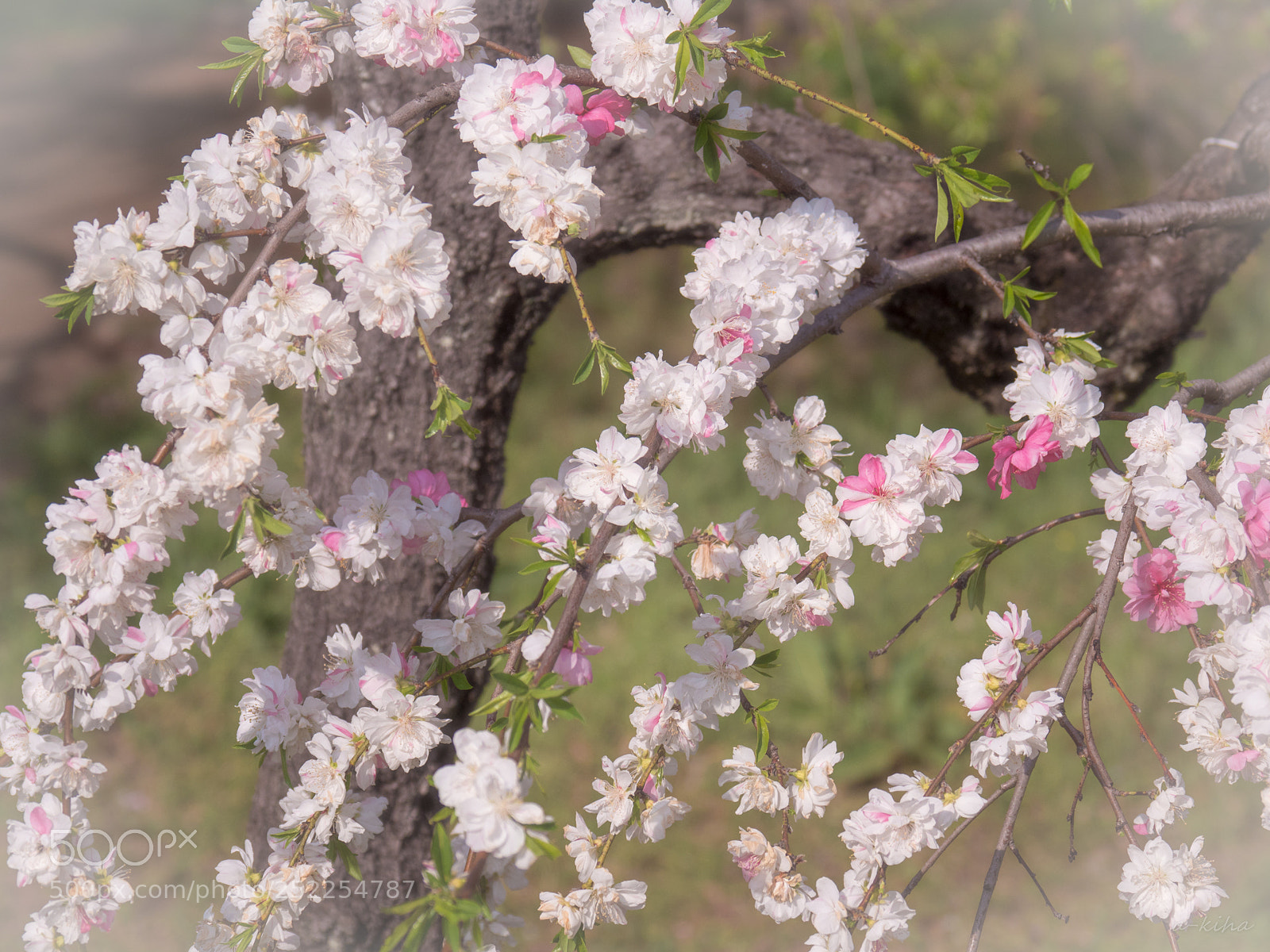 Olympus OM-D E-M1 Mark II sample photo. 春うらら photography