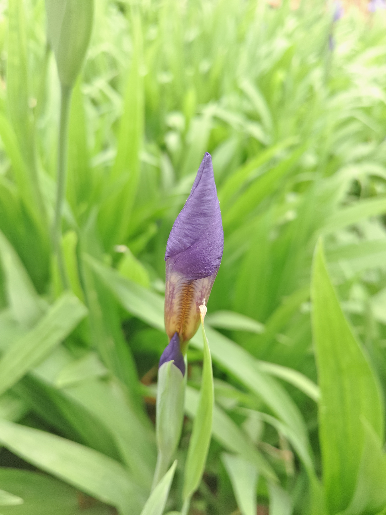 Meizu PRO 5 sample photo. Untitled photography