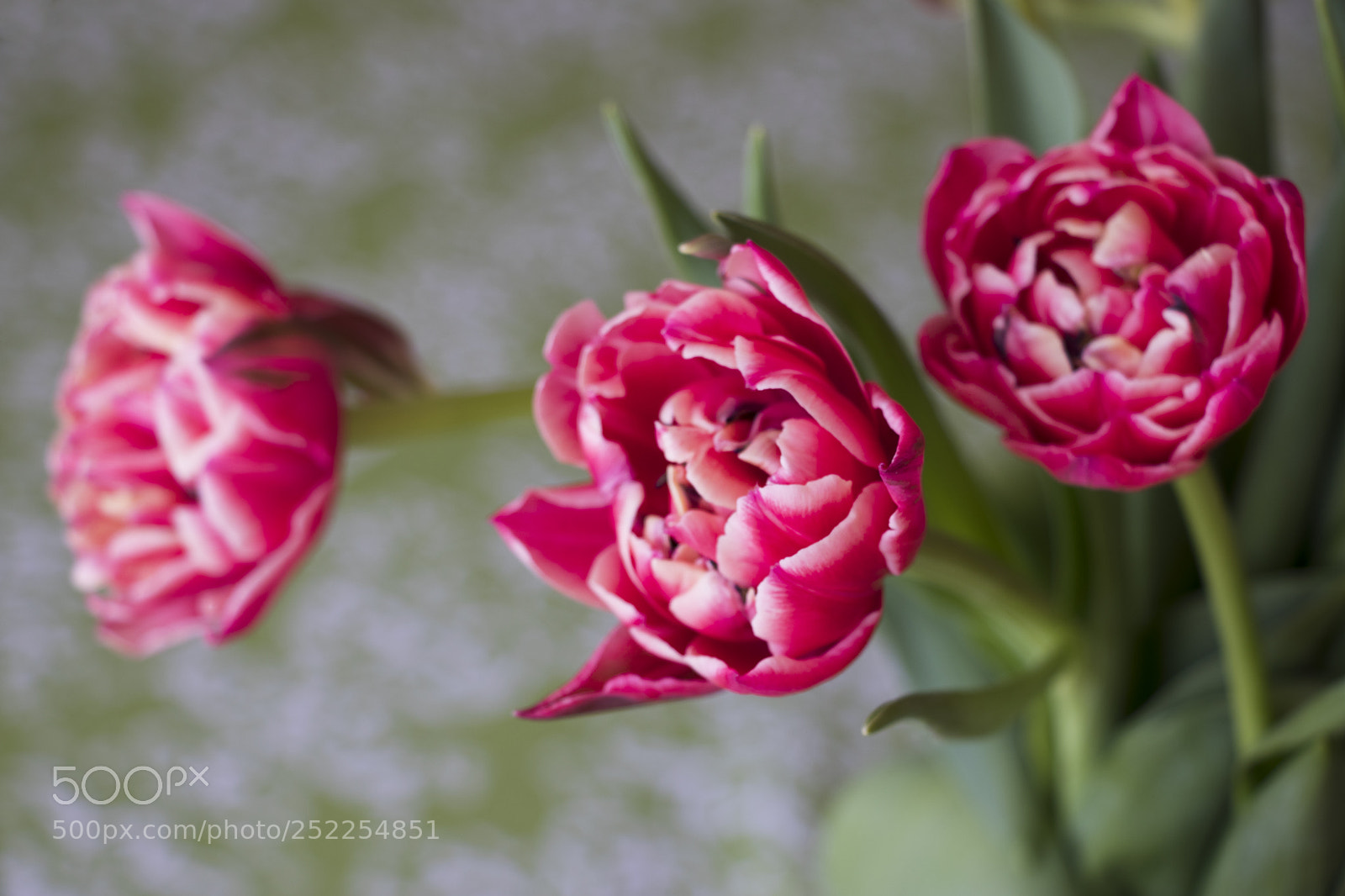 Canon EOS 800D (EOS Rebel T7i / EOS Kiss X9i) sample photo. Columbus tulips photography