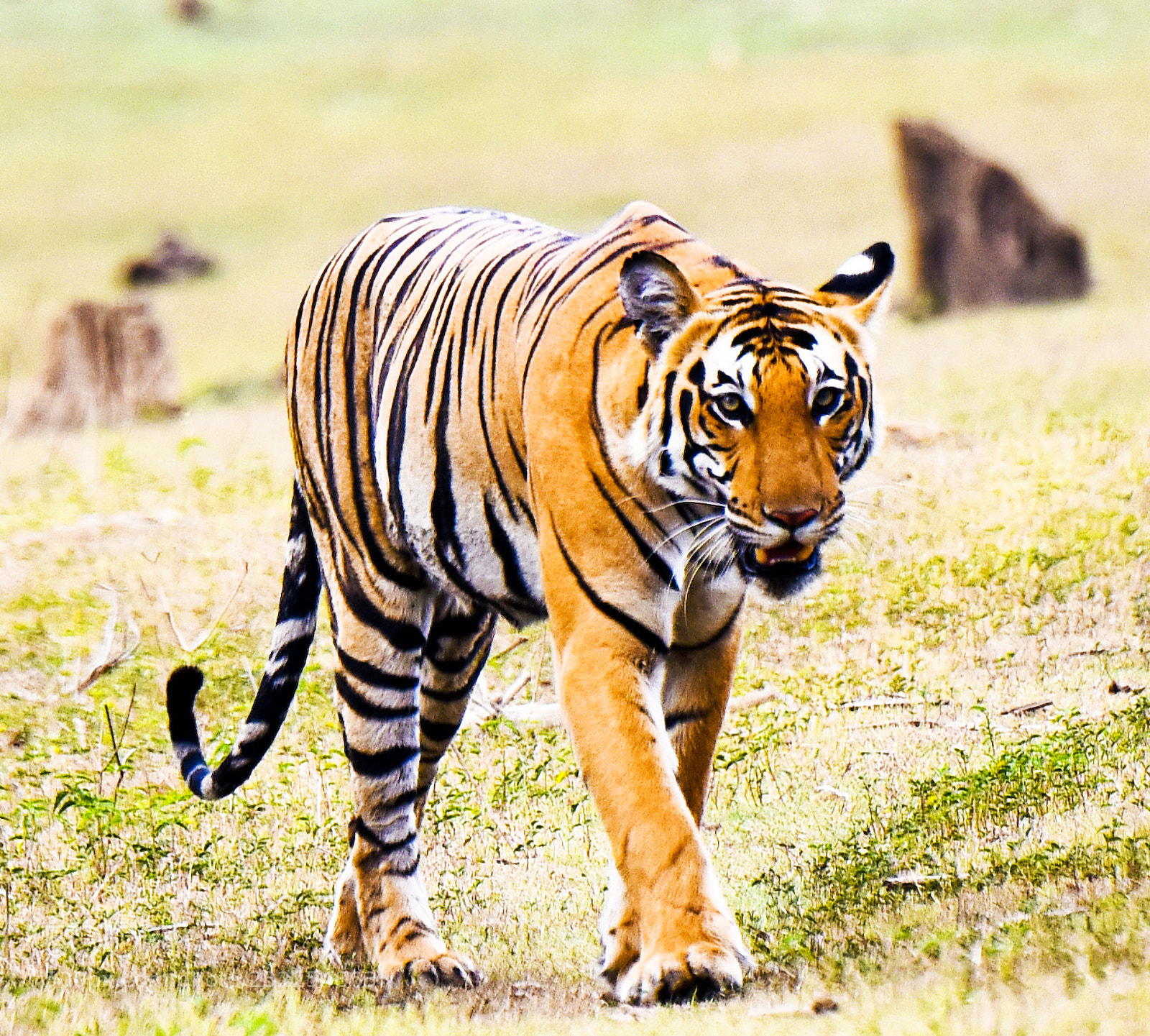 Nikon D810 sample photo. Tiger at kabini photography
