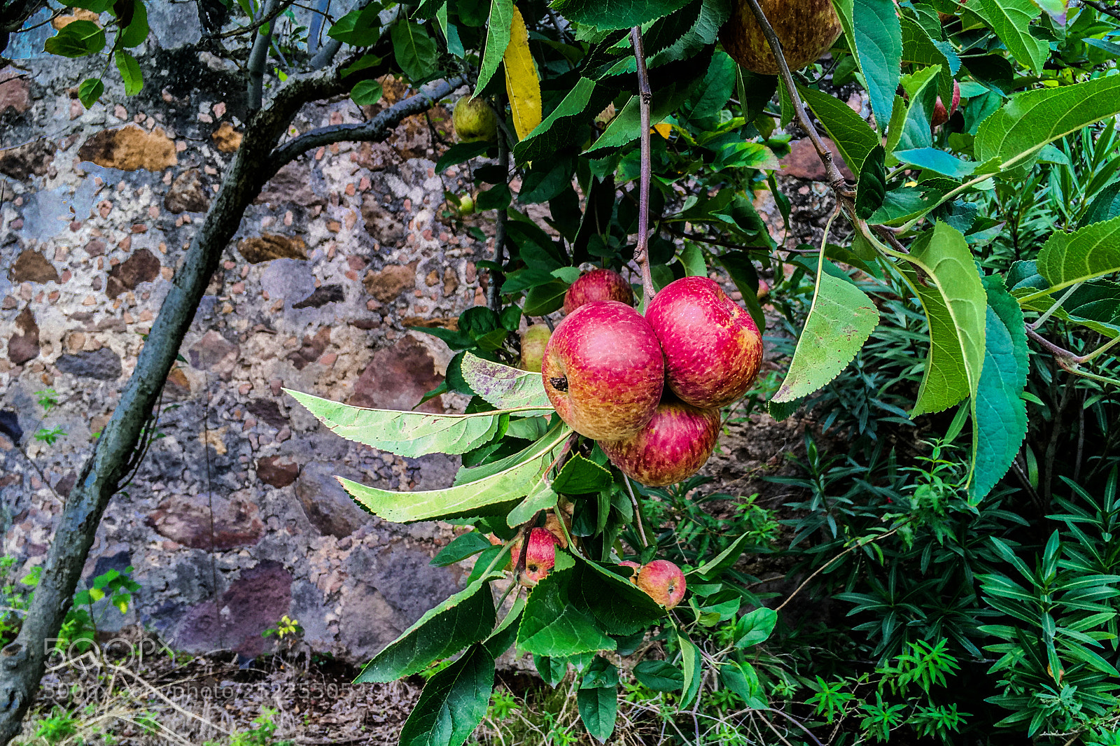 Apple iPhone SE sample photo. Apple photography