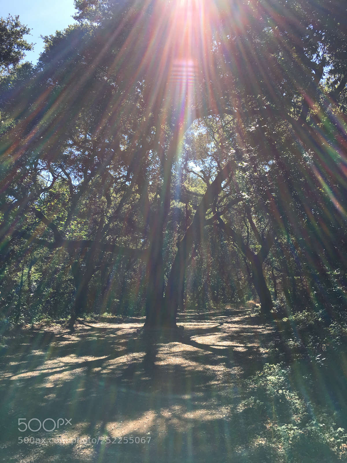Apple iPhone 6s Plus sample photo. Kennedy trail - divided photography